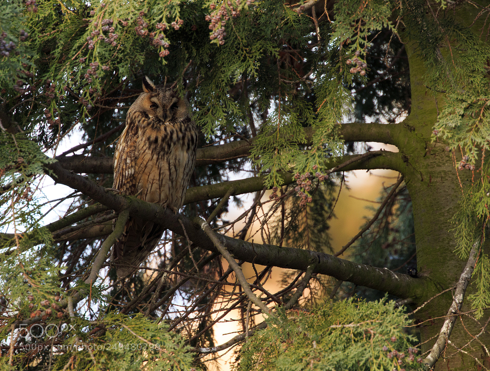 Canon EOS 7D Mark II sample photo. Long-eared owl (asio otus) photography