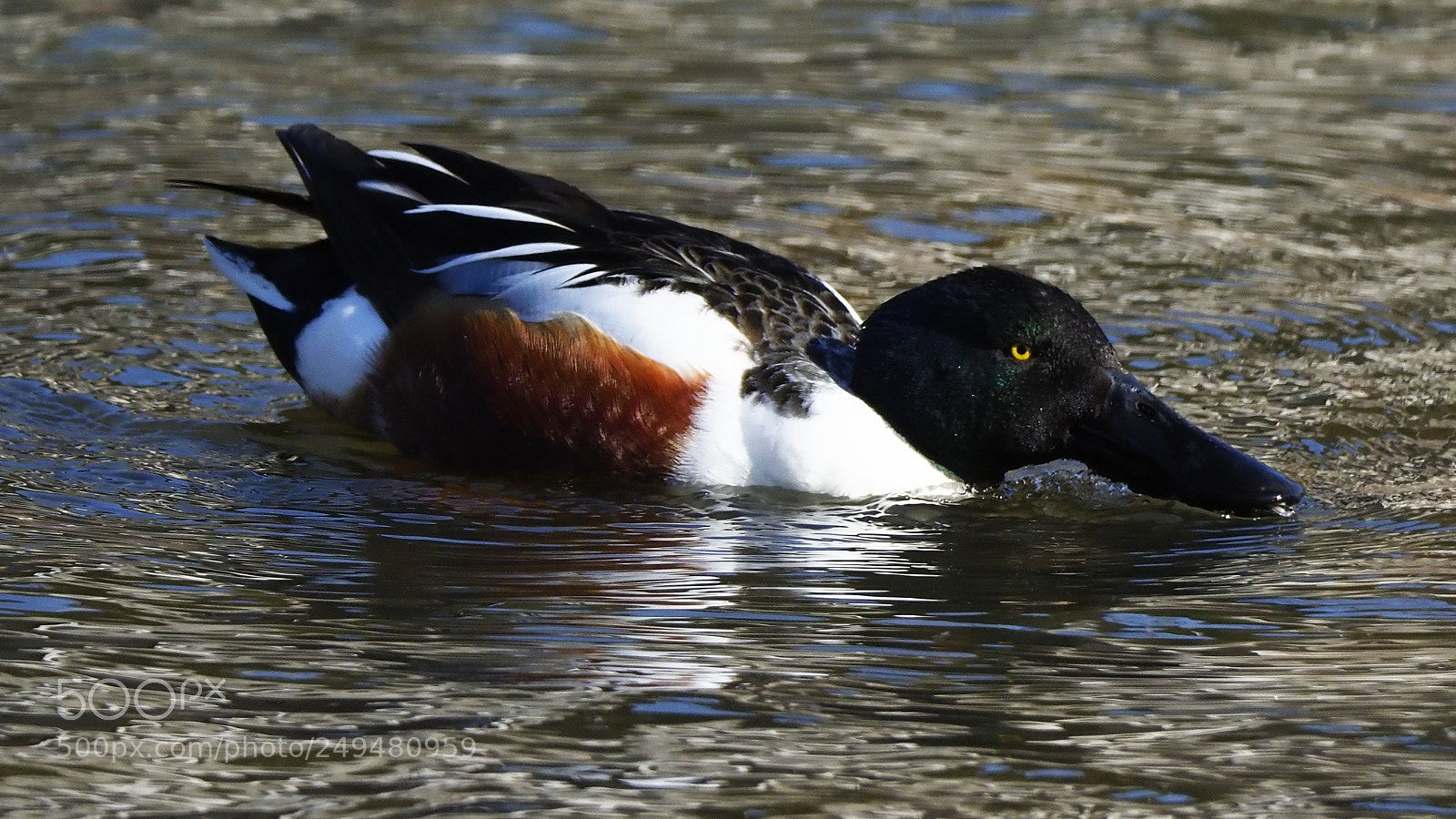 Olympus OM-D E-M1 Mark II sample photo. Eating photography