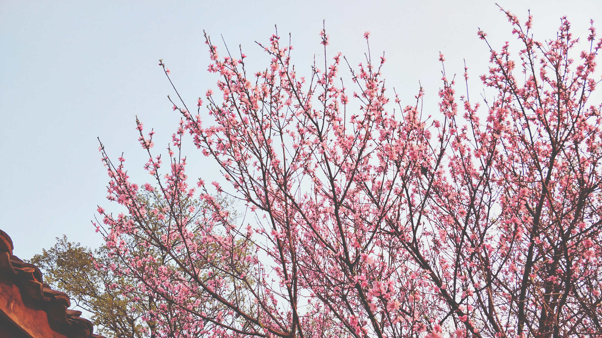 OPPO R9ST sample photo. Beautiful cherry  blossoms photography