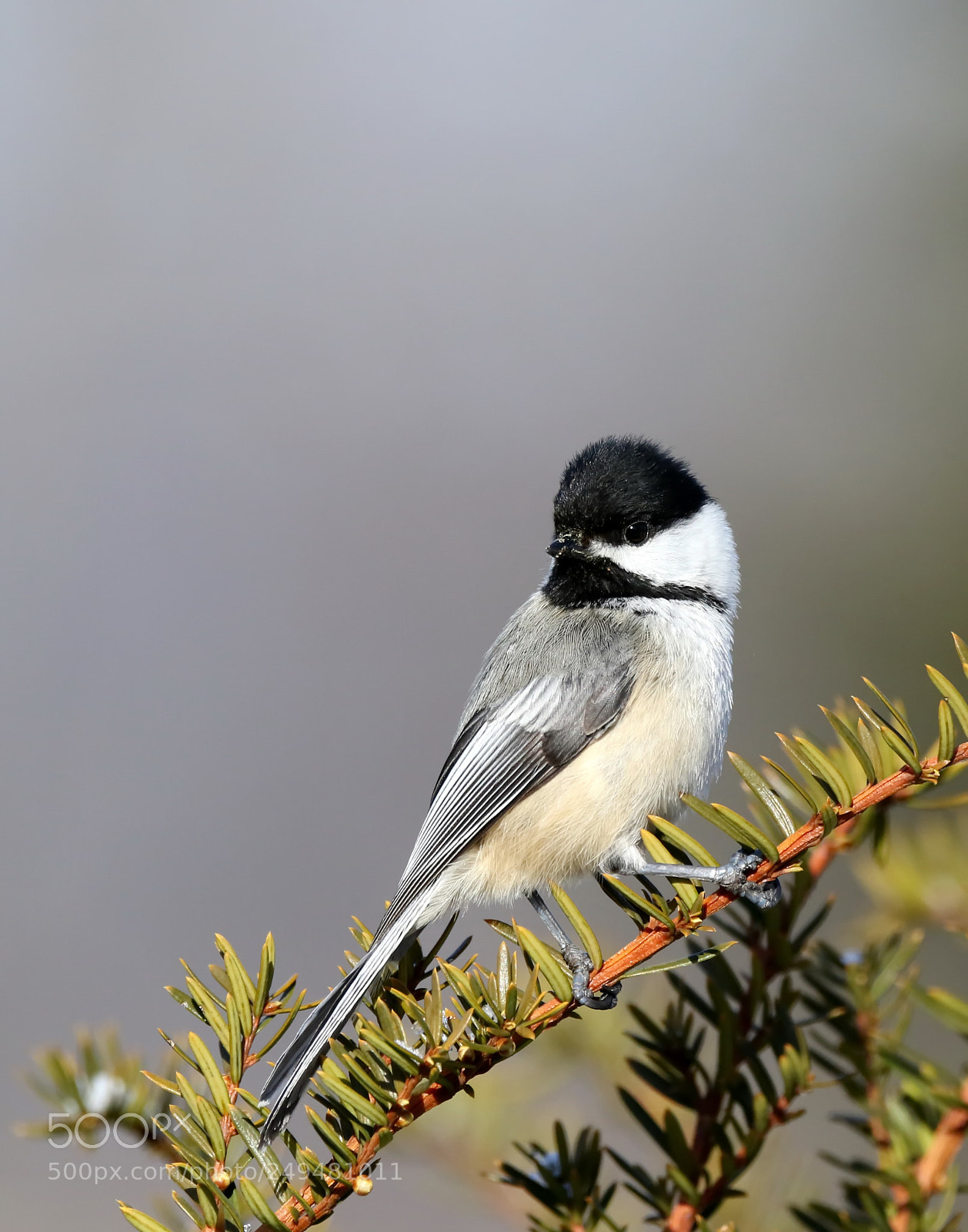 Canon EOS 7D Mark II sample photo. Chickadee photography