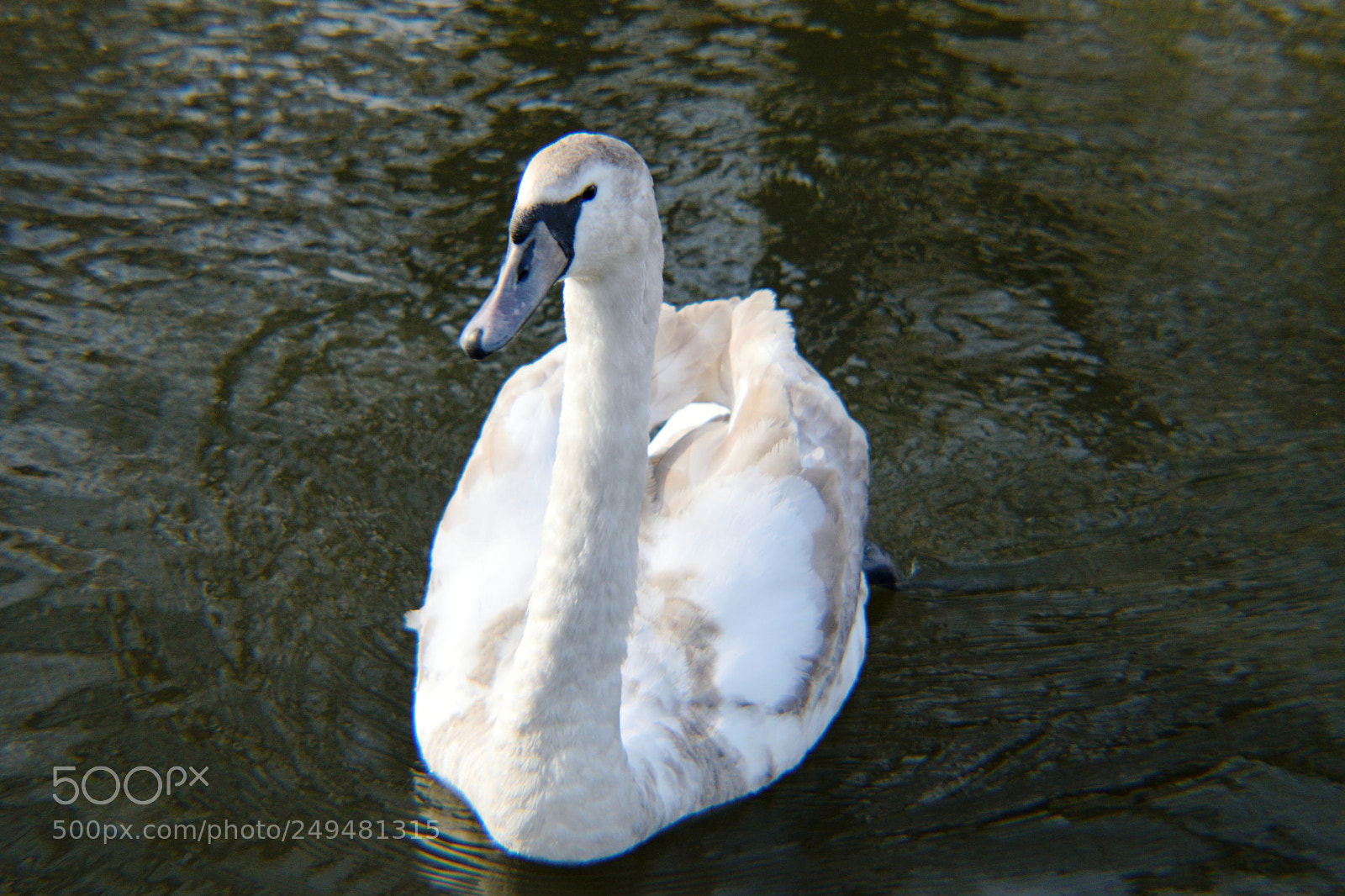 Nikon D5300 sample photo. Cygnet 2 photography