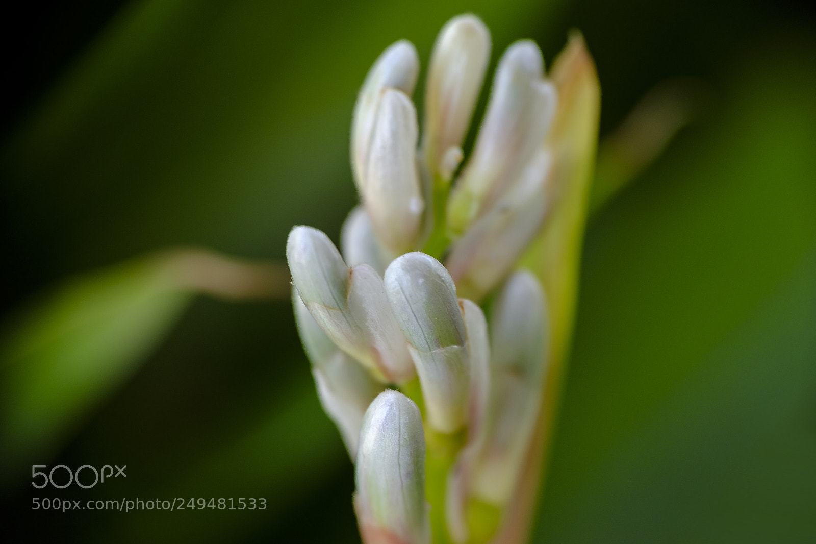 Fujifilm X-M1 sample photo. Cardamom flower bud photography