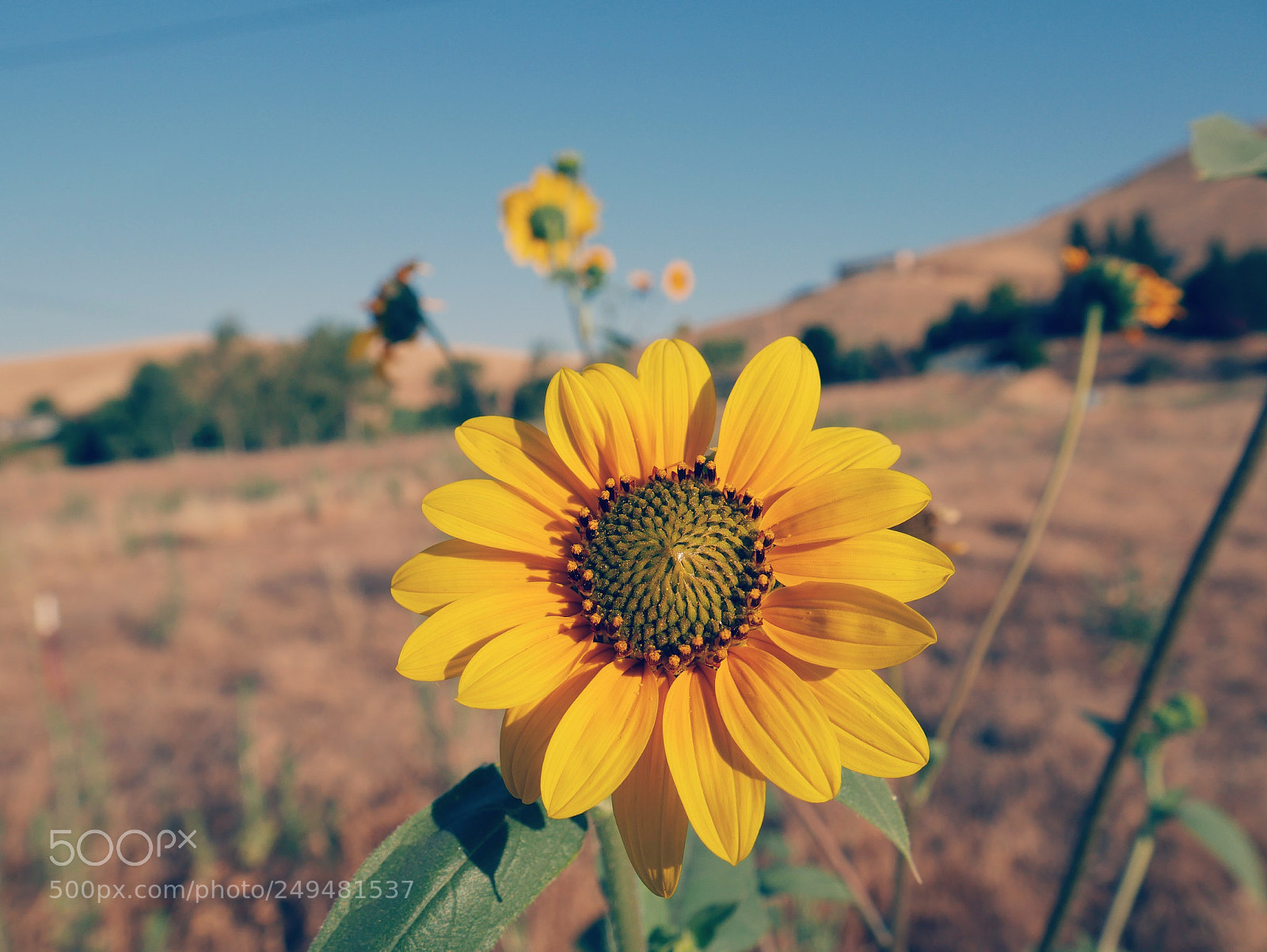 Panasonic Lumix DMC-G7 sample photo. Sunflower photography
