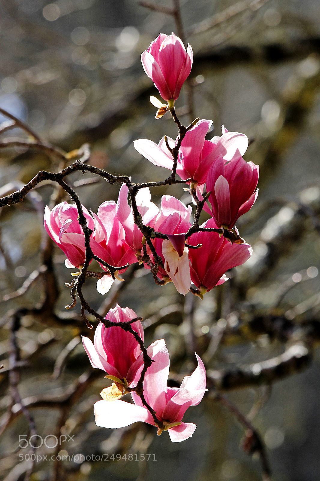 Canon EOS 700D (EOS Rebel T5i / EOS Kiss X7i) sample photo. Magnolias ii photography
