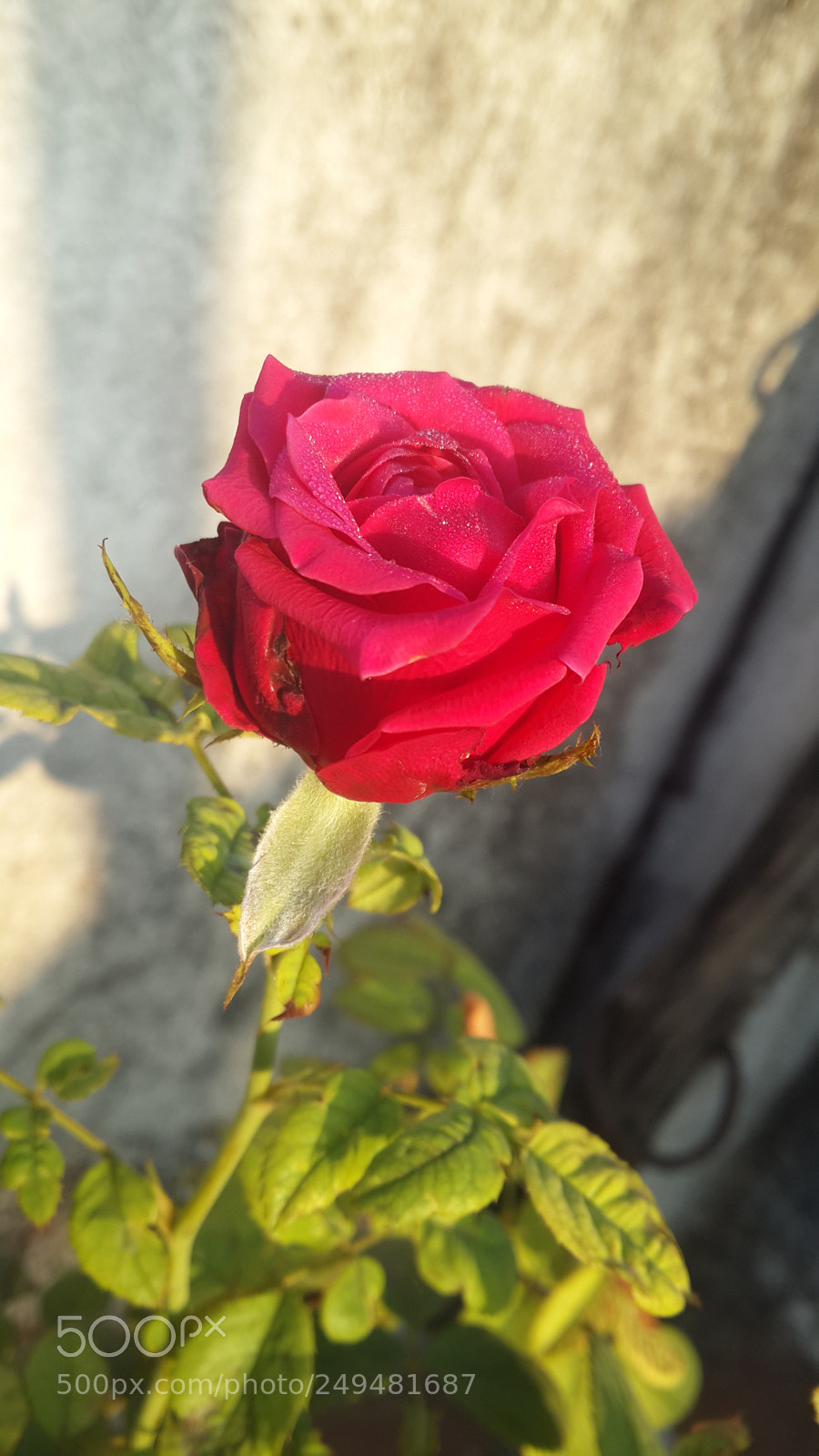Samsung Galaxy S4 sample photo. Rose.jpg photography