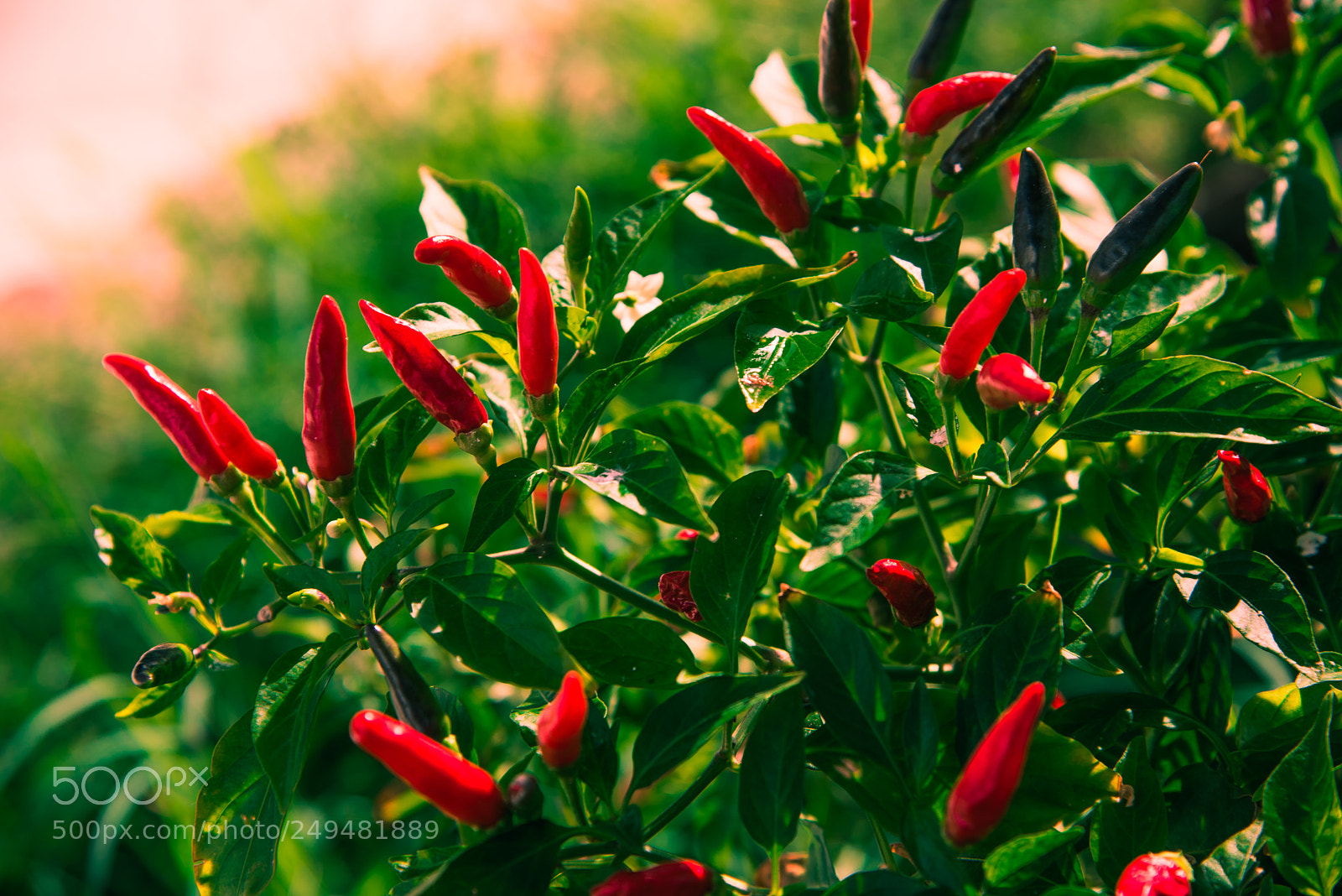Nikon D810 sample photo. Fire in the heart photography