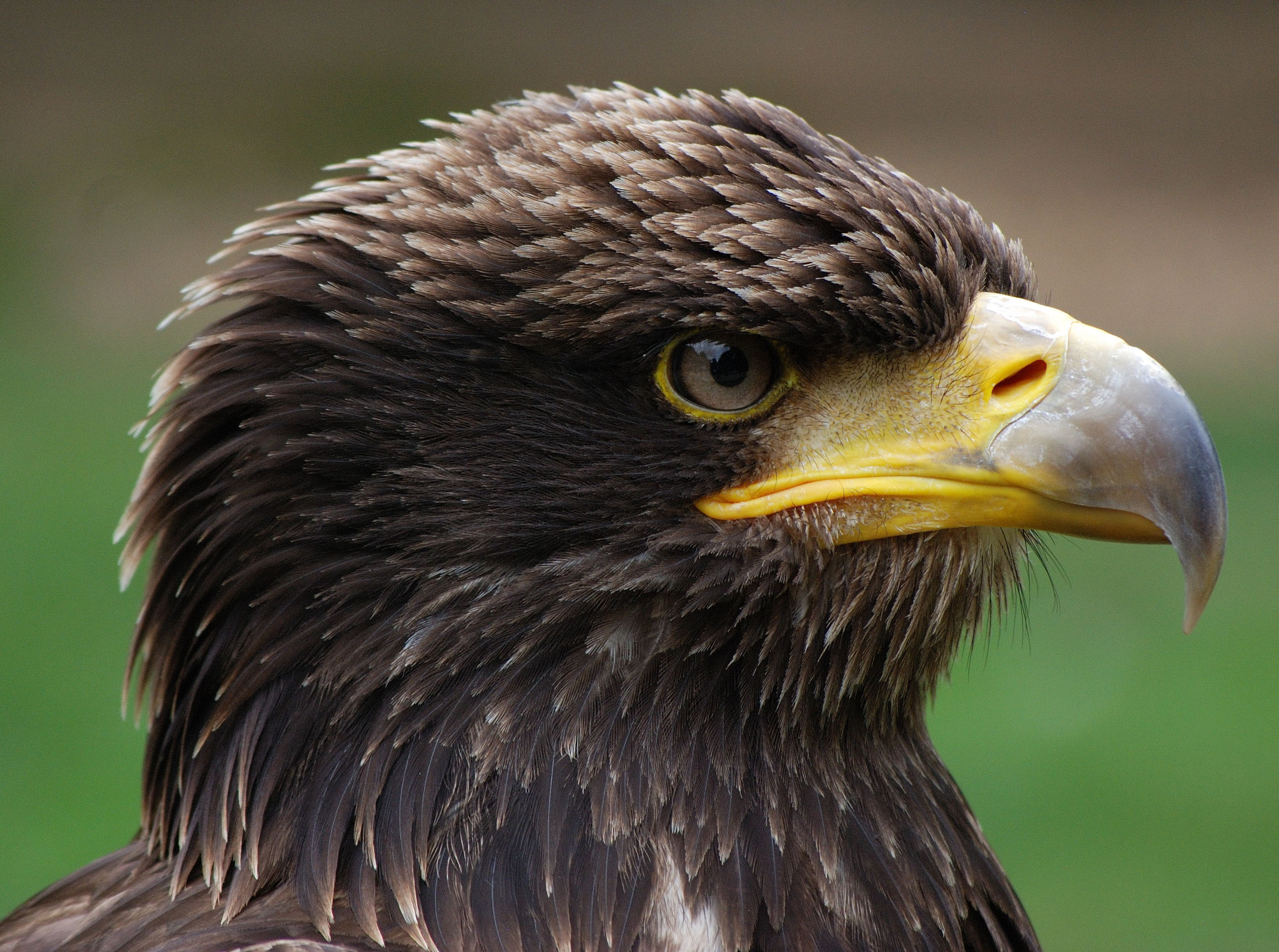 Nikon D80 sample photo. Golden eagle photography