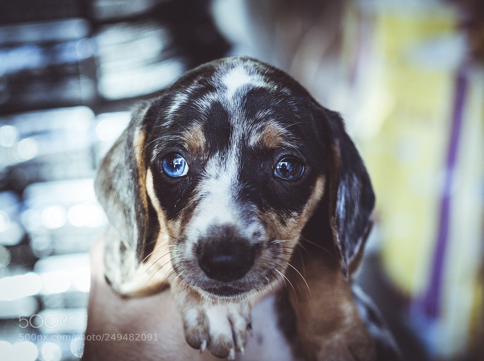 Olympus OM-D E-M10 II sample photo. Cute cute. photography