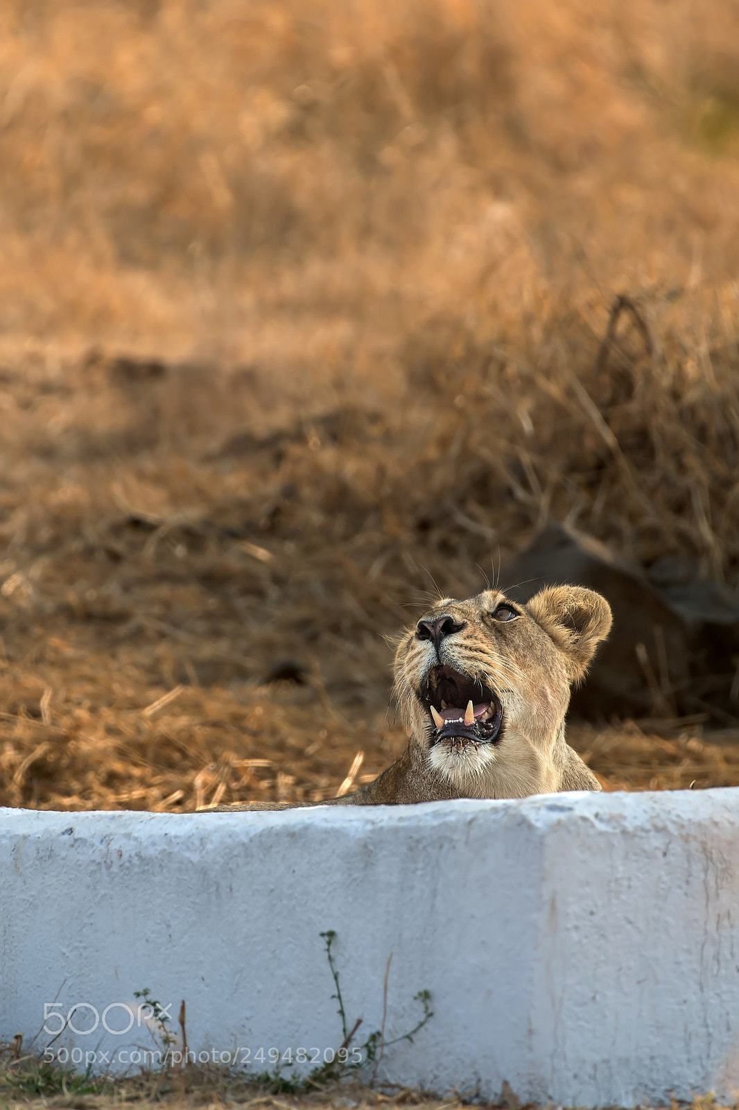Nikon D5 sample photo. Asiatic lion (female) photography