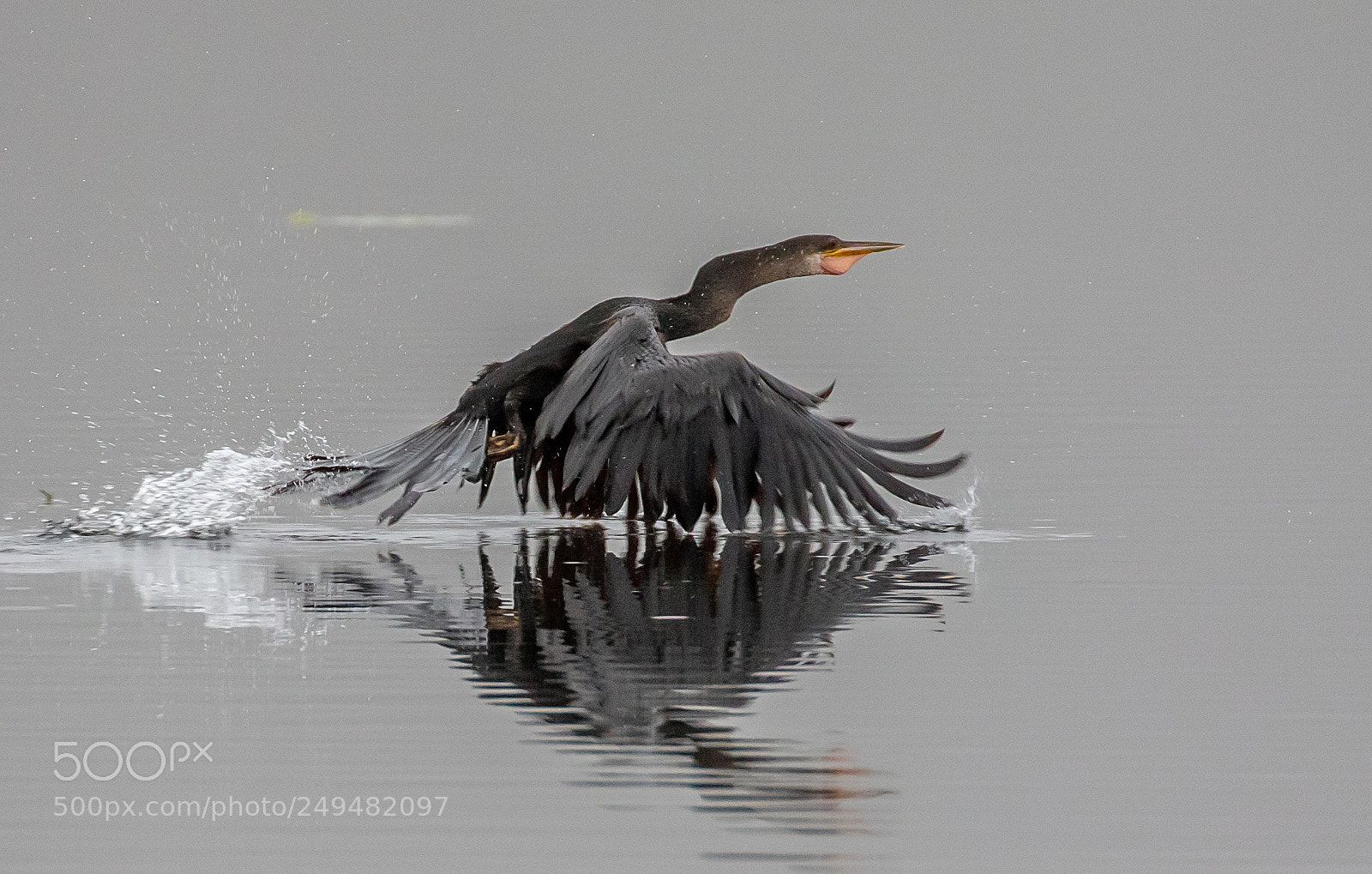 Canon EOS 7D Mark II sample photo. Anhinga photography