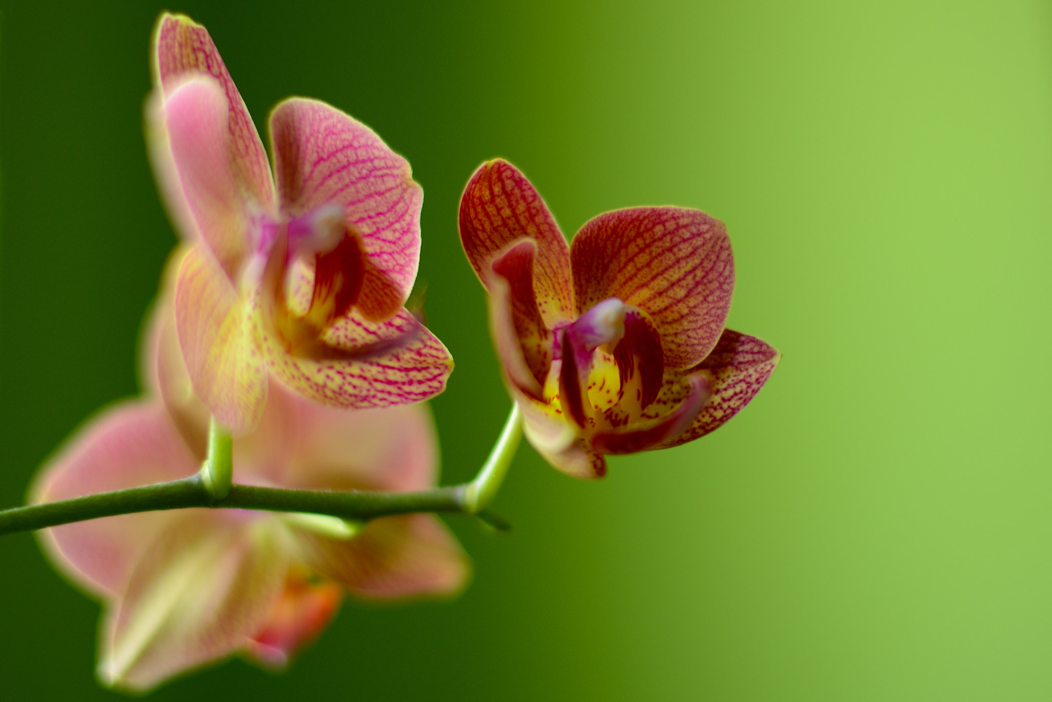 Nikon D5200 + Nikon AF-S Nikkor 50mm F1.8G sample photo. Flower 1 photography