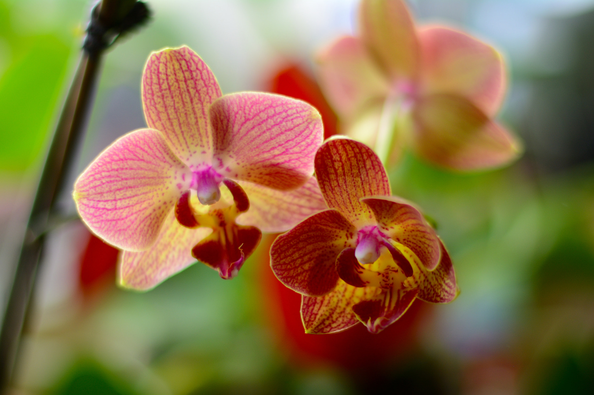 Nikon D5200 + Nikon AF-S Nikkor 50mm F1.8G sample photo. Flower 2 photography