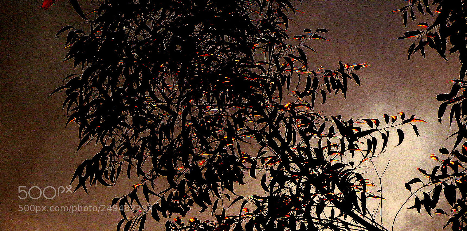Fujifilm FinePix SL1000 sample photo. Colors in the trees photography