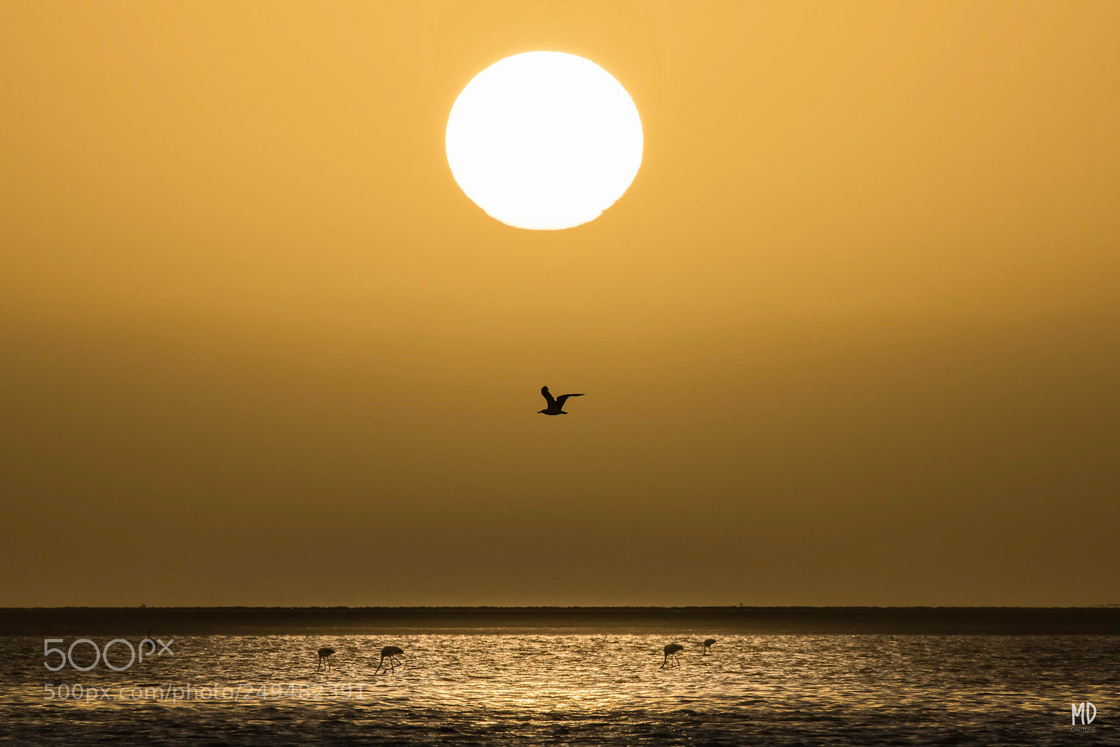 Sony a7R III sample photo. Sunset with flamingo photography