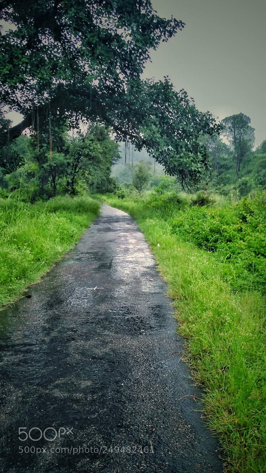 Xiaomi Redmi 3S sample photo. Monsoon photography