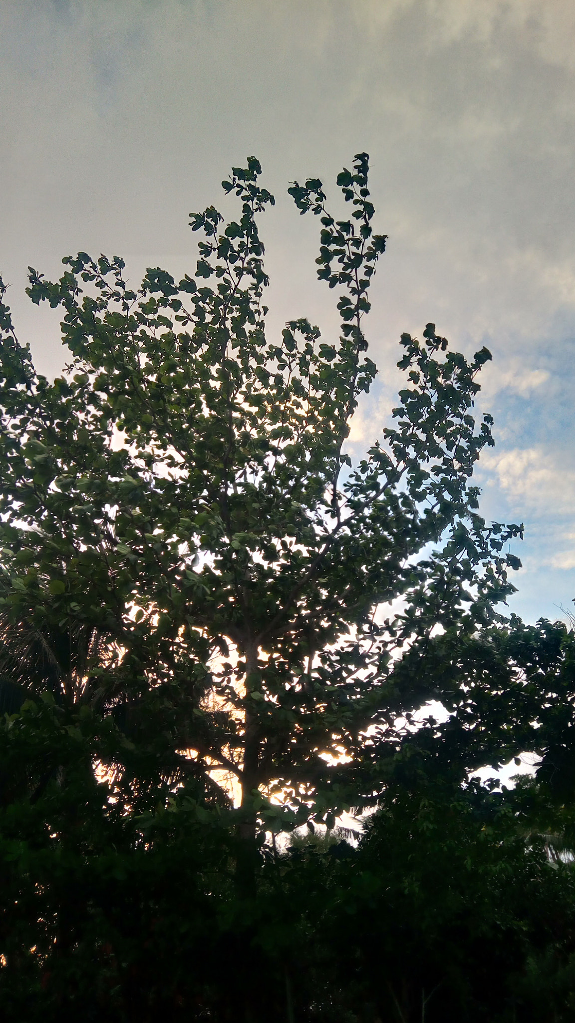 ASUS ZenFone 3 Max (ZC520TL) sample photo. Merely sunset photography
