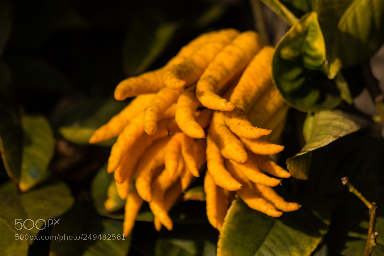 Nikon D5200 sample photo. Cedro mano di buddha photography
