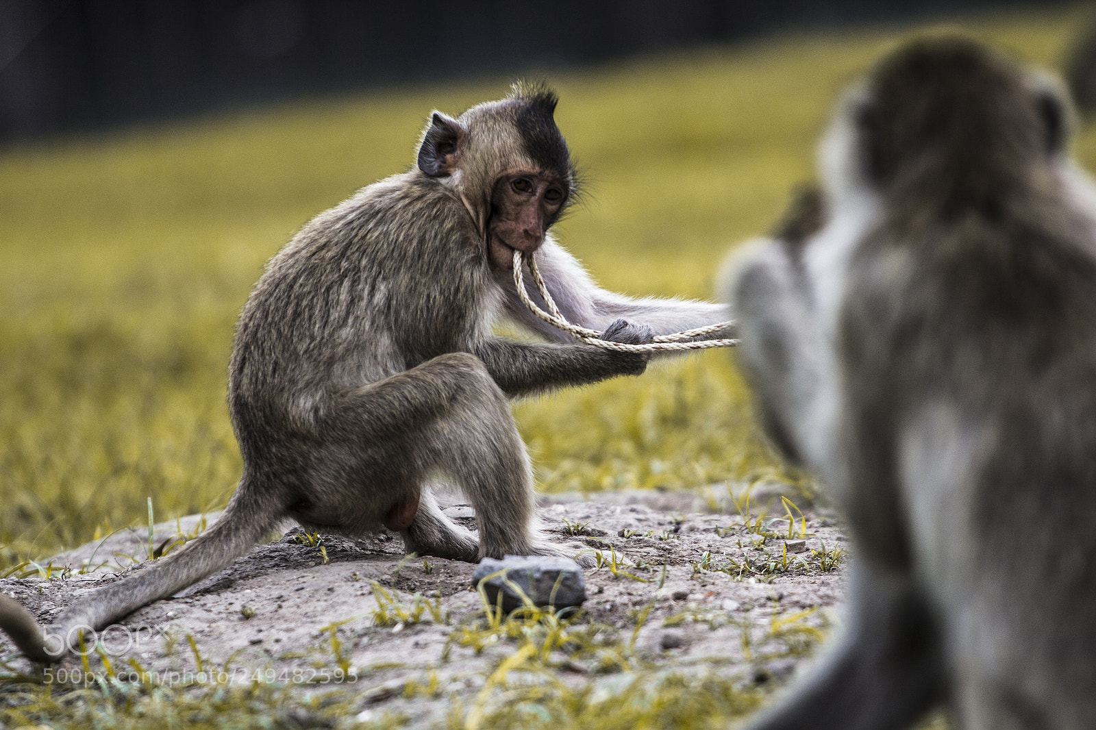 Canon EOS 60D sample photo. Play monkey photography