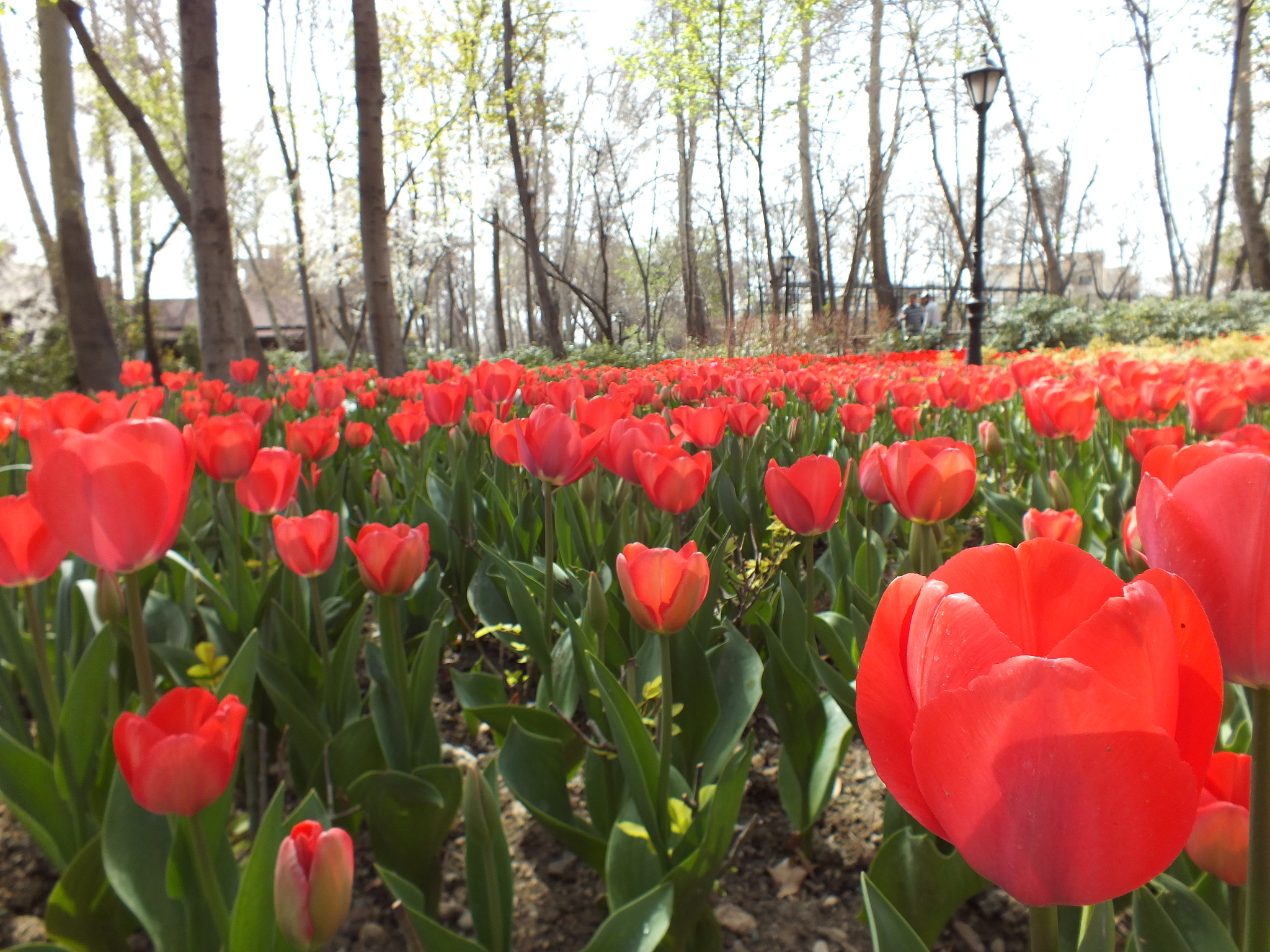 Fujifilm FinePix HS25EXR sample photo. Tulips photography