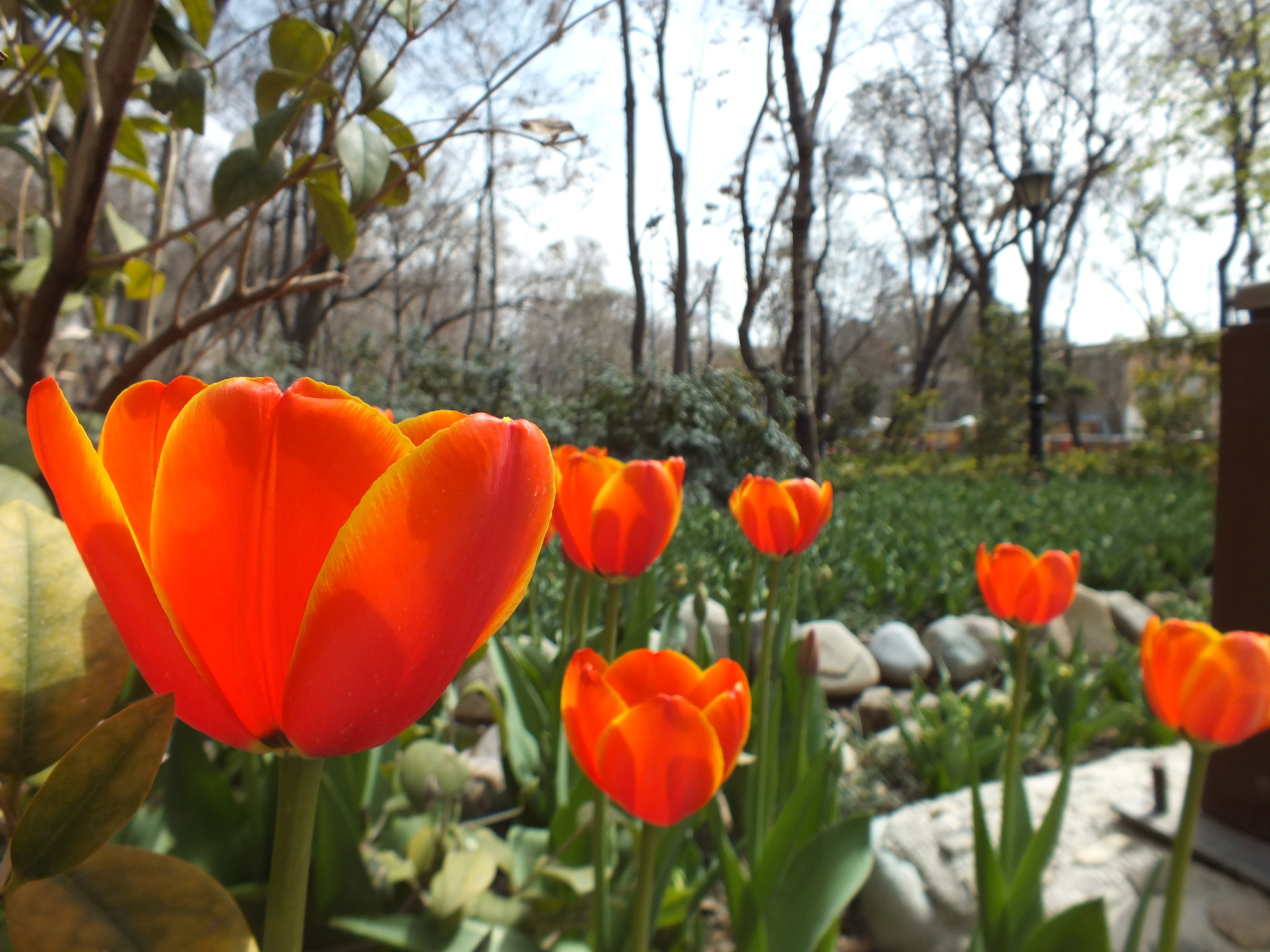 Fujifilm FinePix HS25EXR sample photo. Orange tulips photography