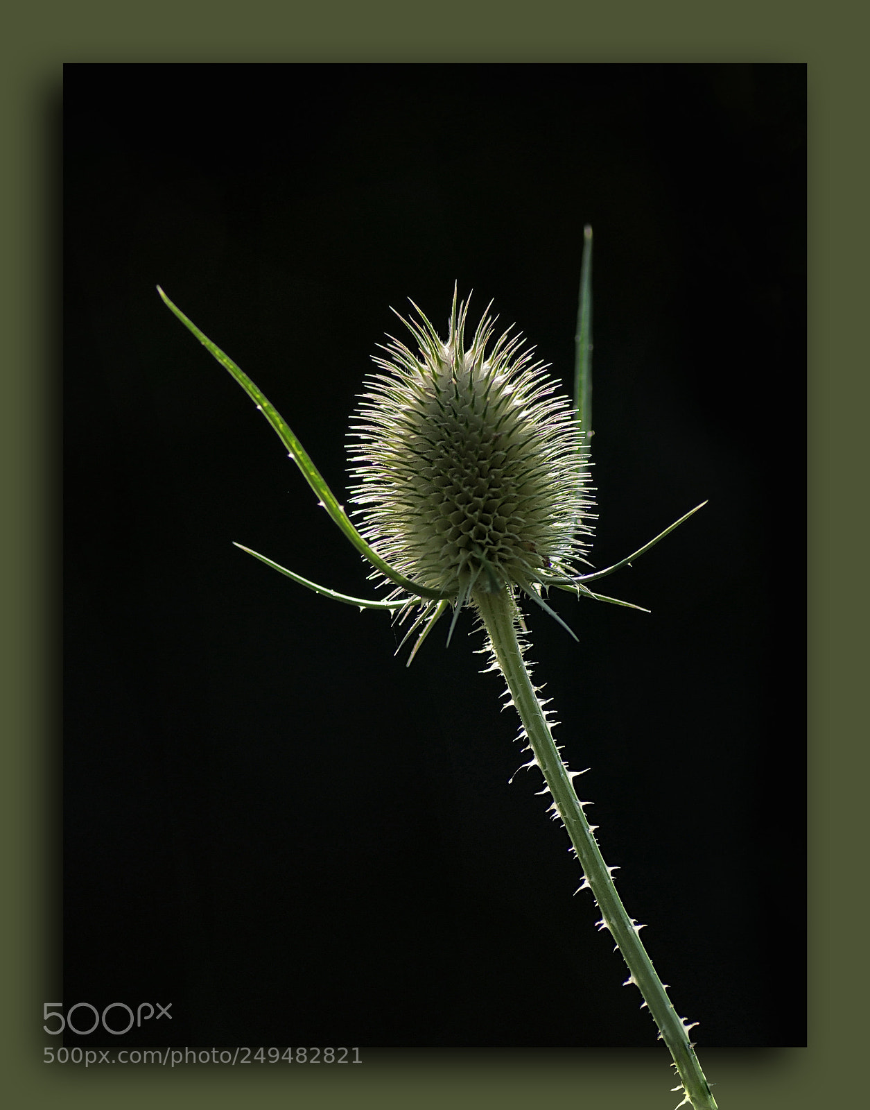 Pentax K-r sample photo. Backlight photography