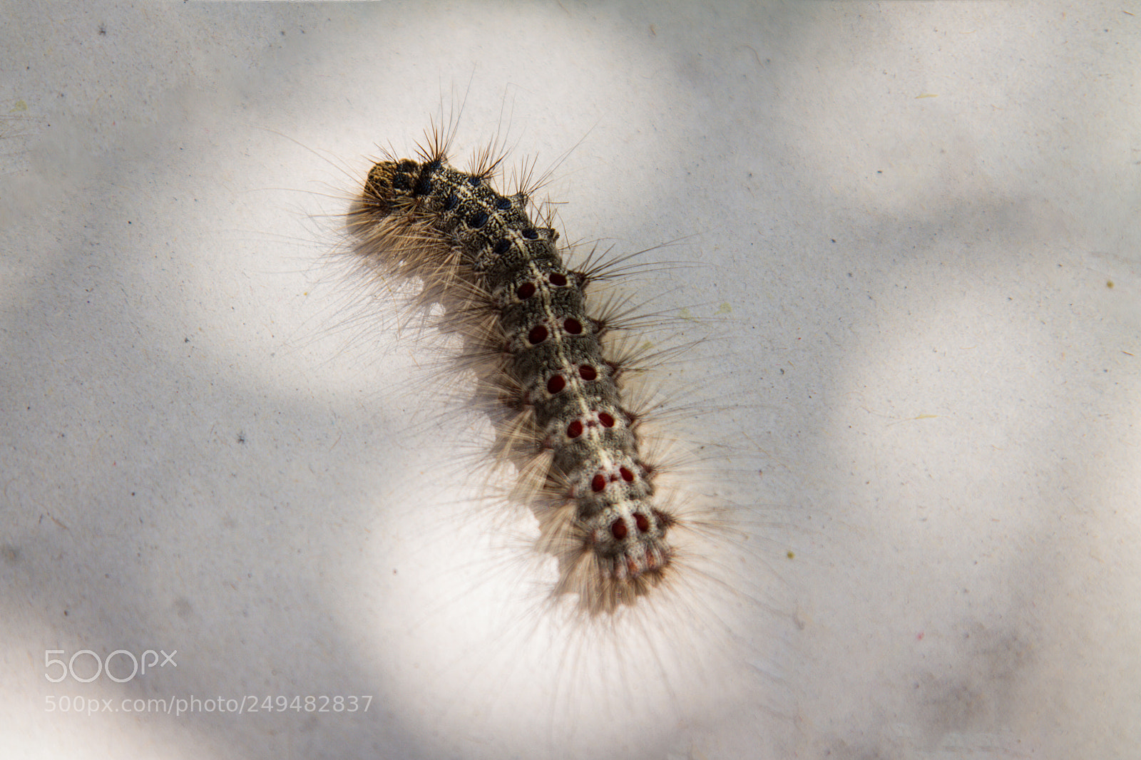 Canon EOS 7D sample photo. Beautiful caterpillar creeps photography