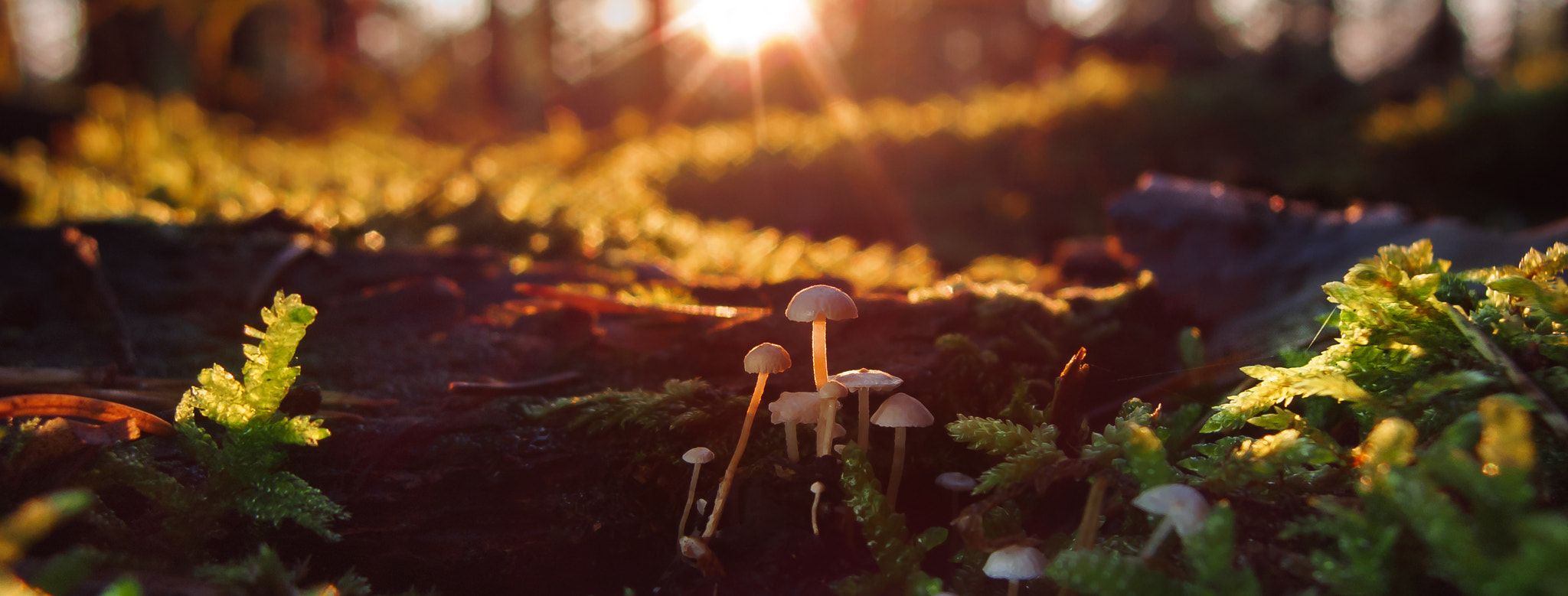 Olympus XZ-2 iHS sample photo. Mushrooms photography