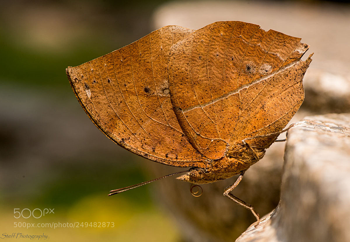 Nikon D810 sample photo. Oakleaf photography
