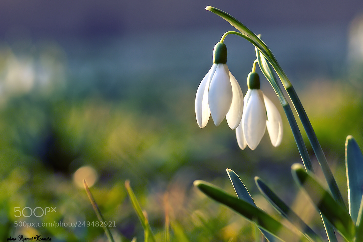 Sony Alpha DSLR-A300 sample photo. Snowdrops photography