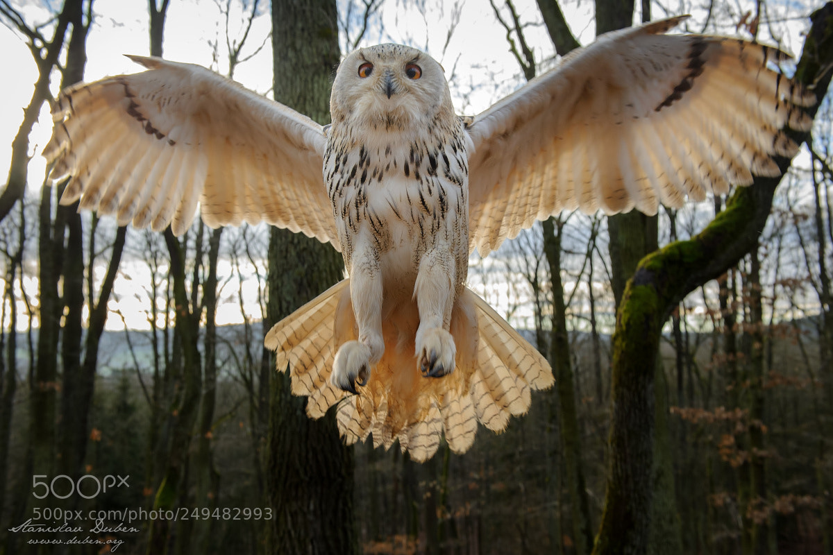 Nikon D3S sample photo. Landing - western siberian photography
