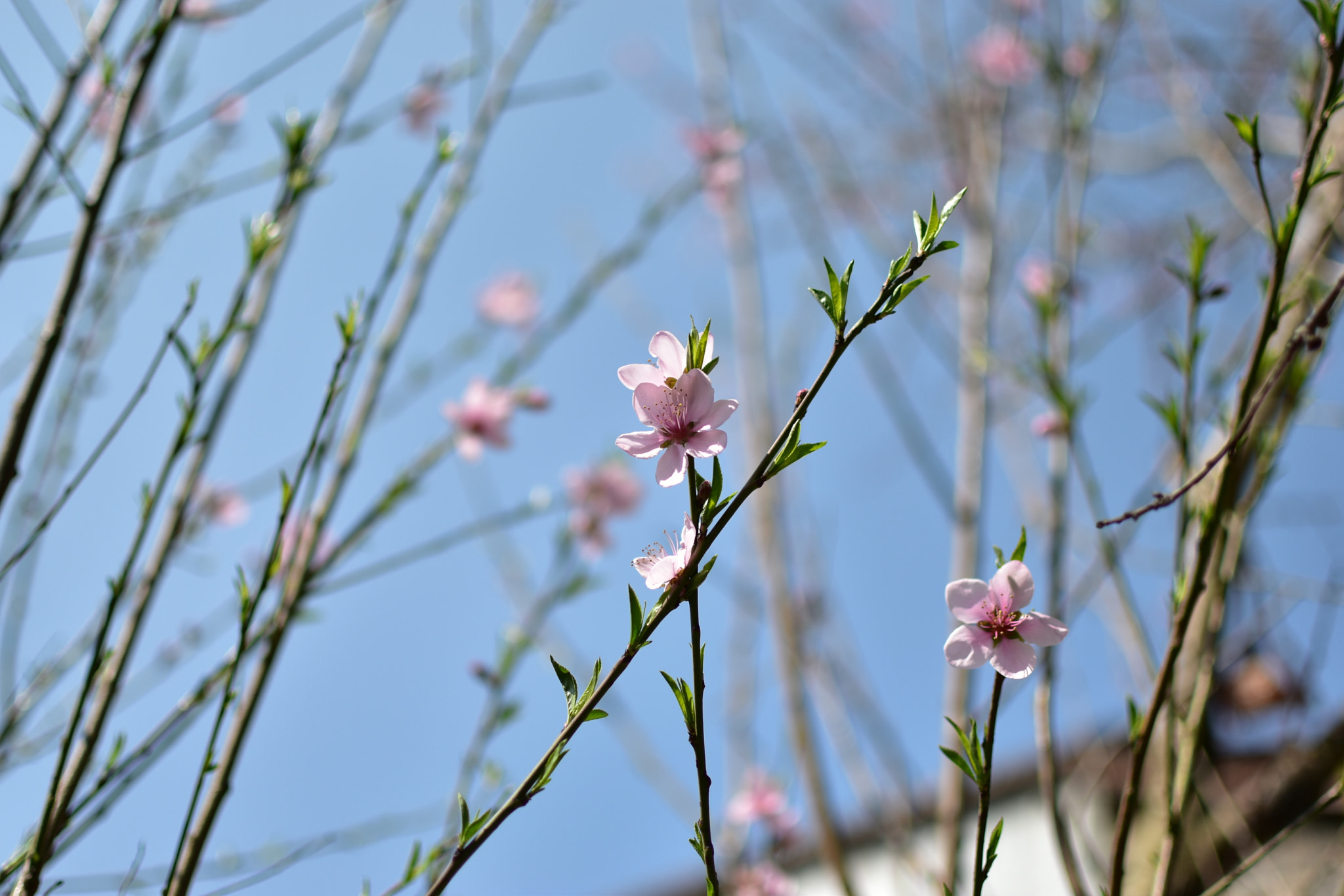 Nikon AF-S DX Nikkor 35mm F1.8G sample photo