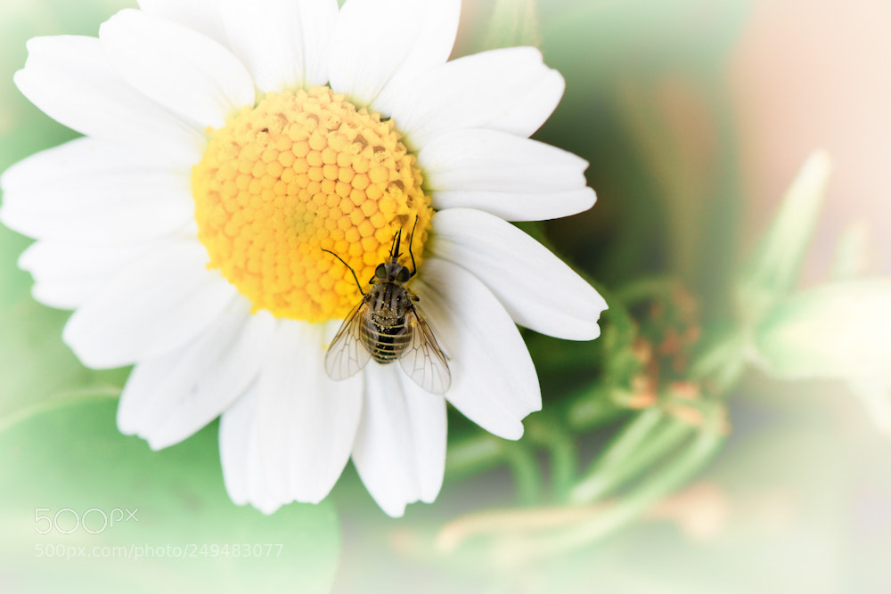 Nikon D5300 sample photo. Desayunando photography