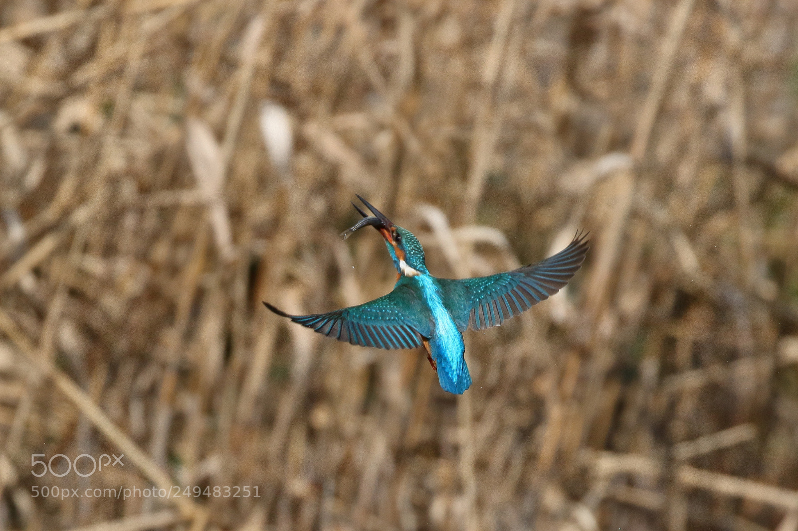 Canon EOS 7D Mark II sample photo. Kingfisher 1627 photography