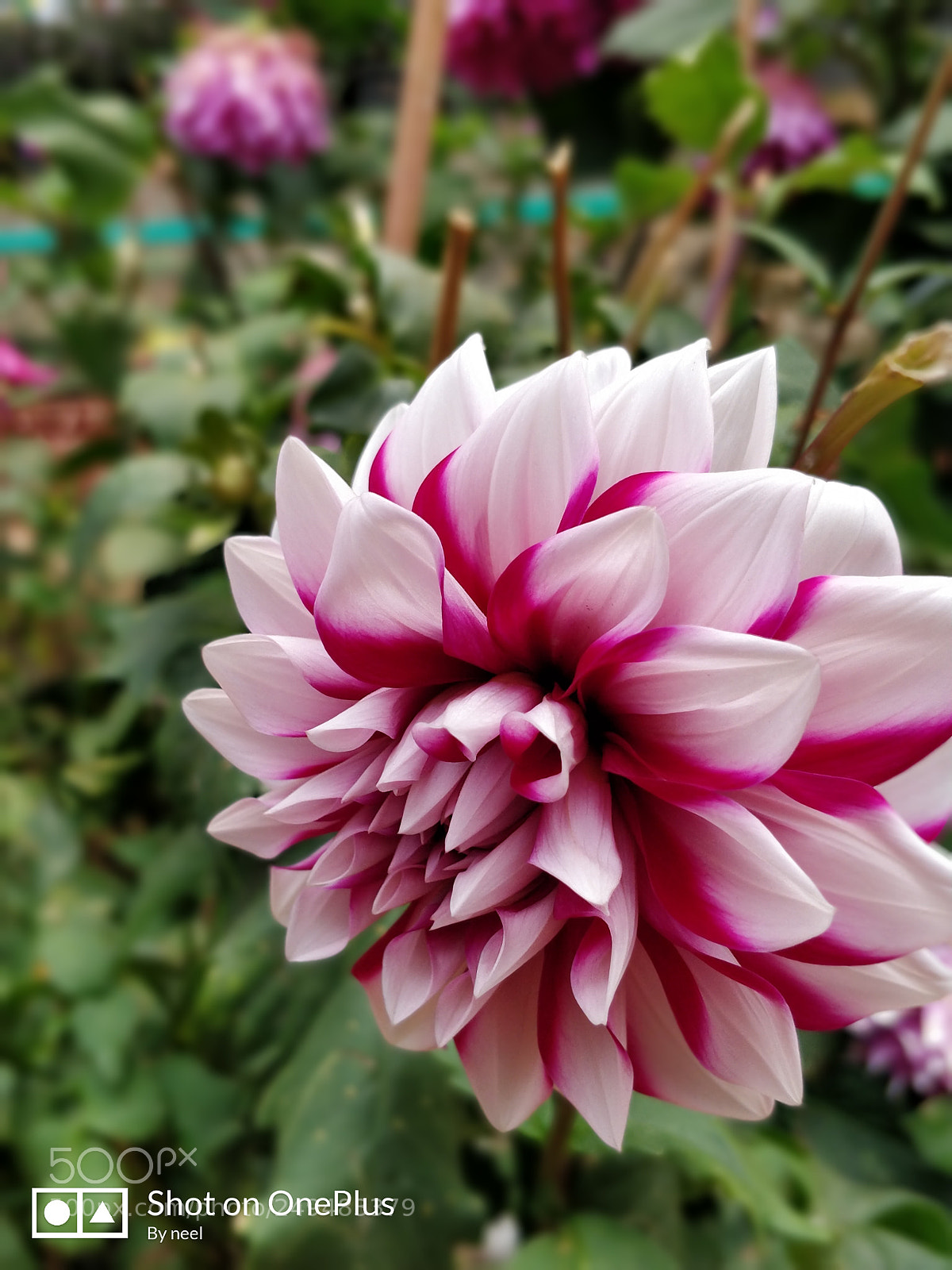 OnePlus 5 sample photo. Untitled photography