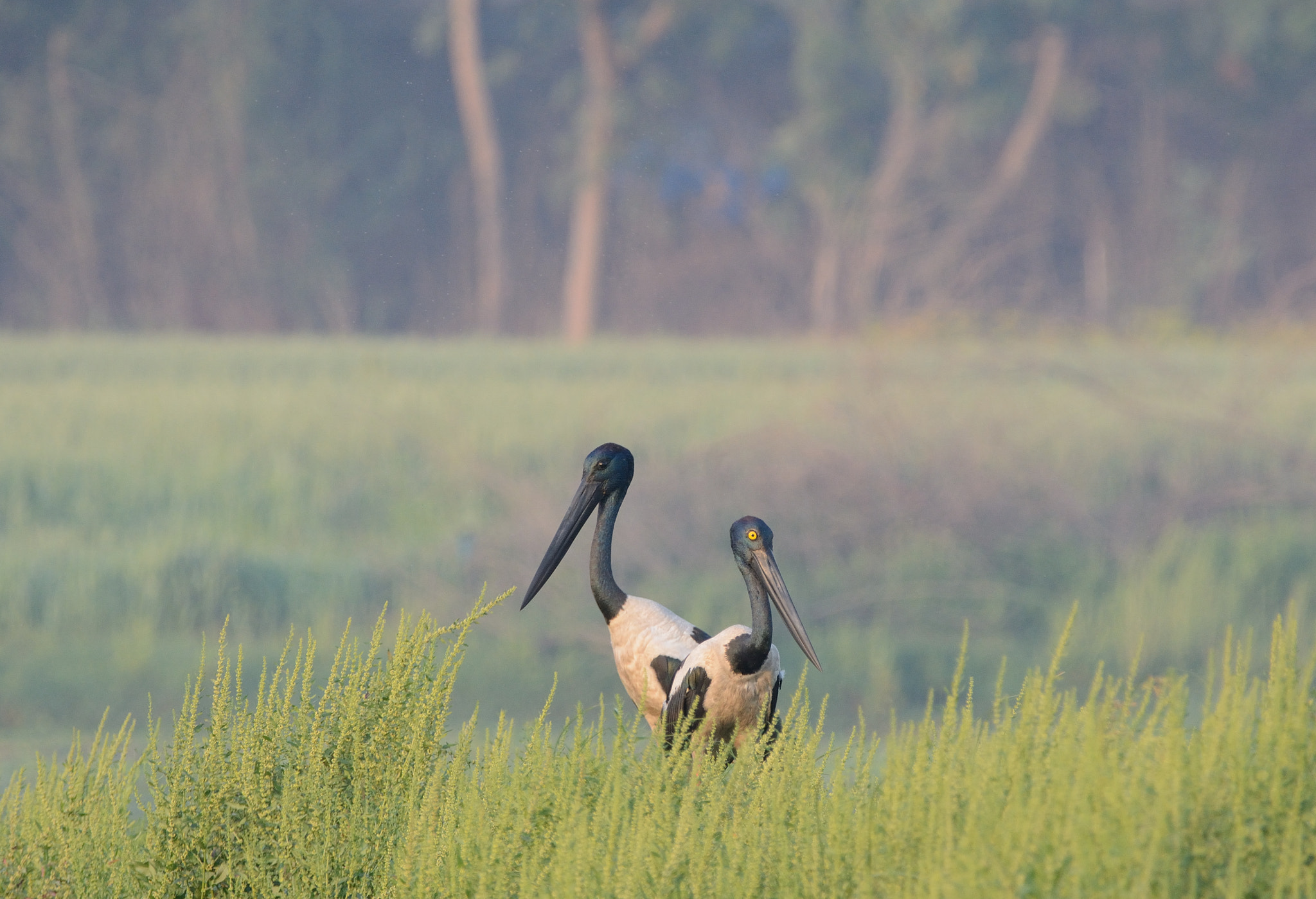 Nikon D7100 + Sigma 150-600mm F5-6.3 DG OS HSM | C sample photo. Habitat shot- black-necked stork pair photography