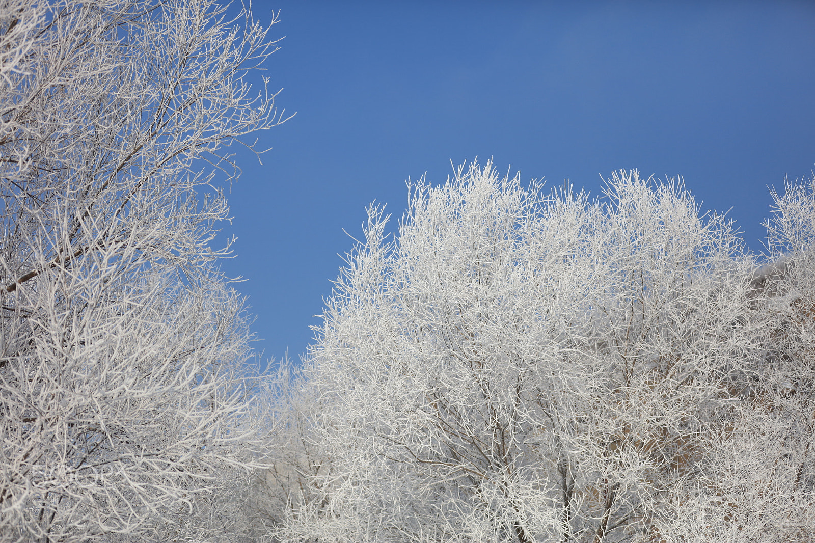Canon EOS 5DS R sample photo. White branches photography