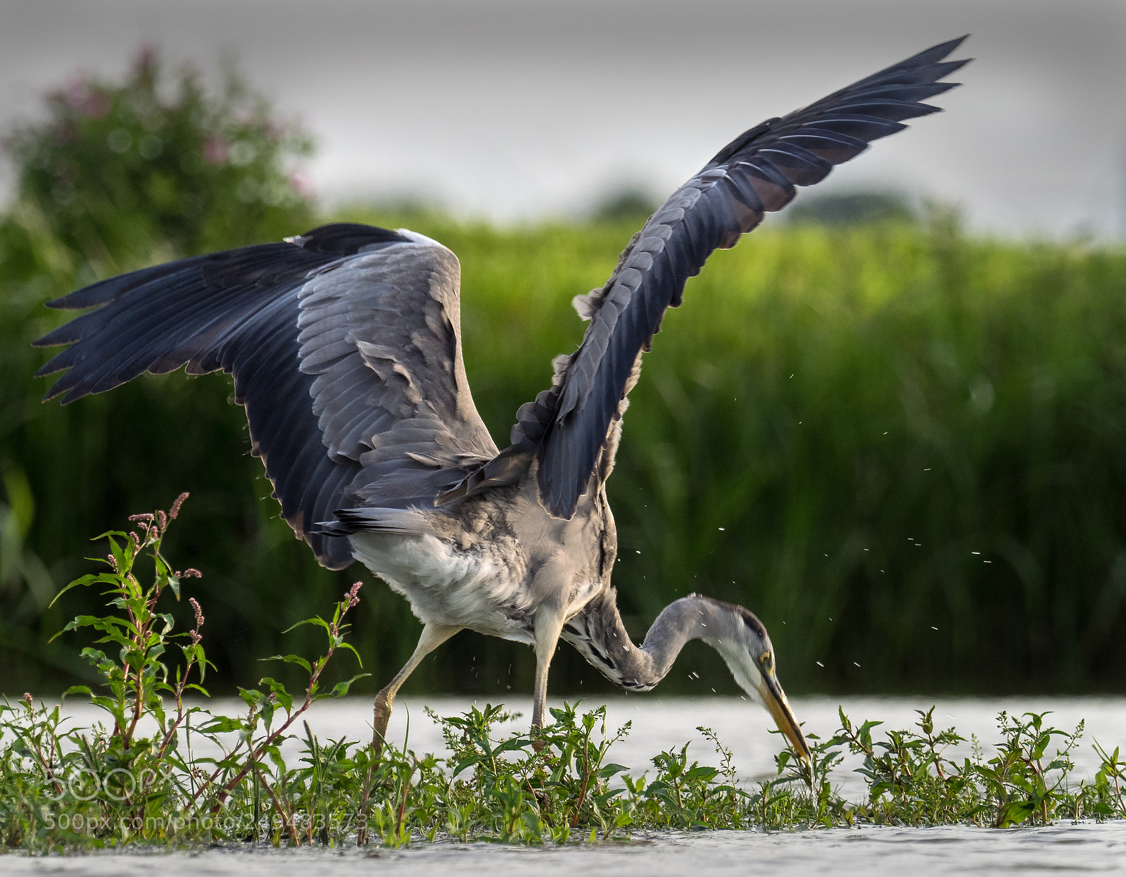 Olympus OM-D E-M1 sample photo. Blue heron photography