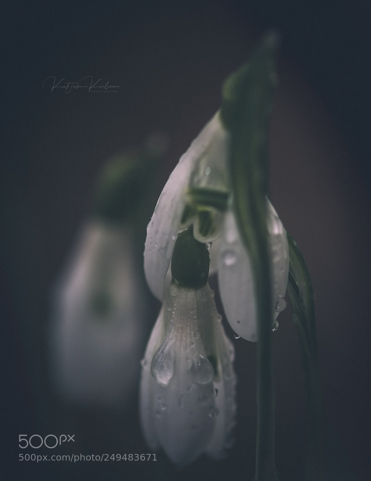Nikon D610 sample photo. You are not alone photography