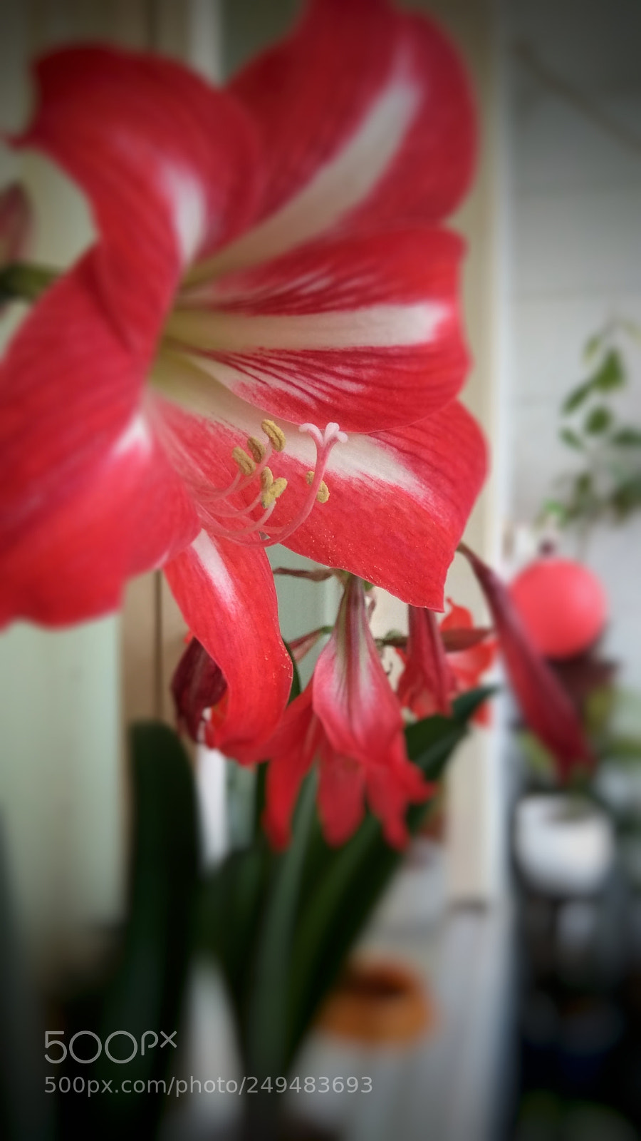 Xiaomi Redmi Note 4X sample photo. 红 photography