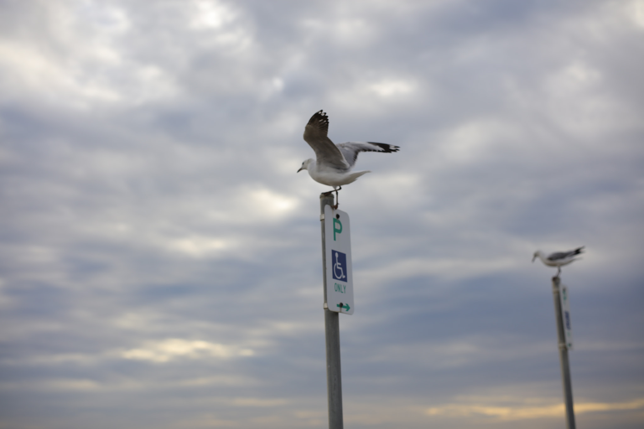 Canon EOS 5DS R + ZEISS Otus 55mm F1.4 sample photo. Wrong parking spot photography