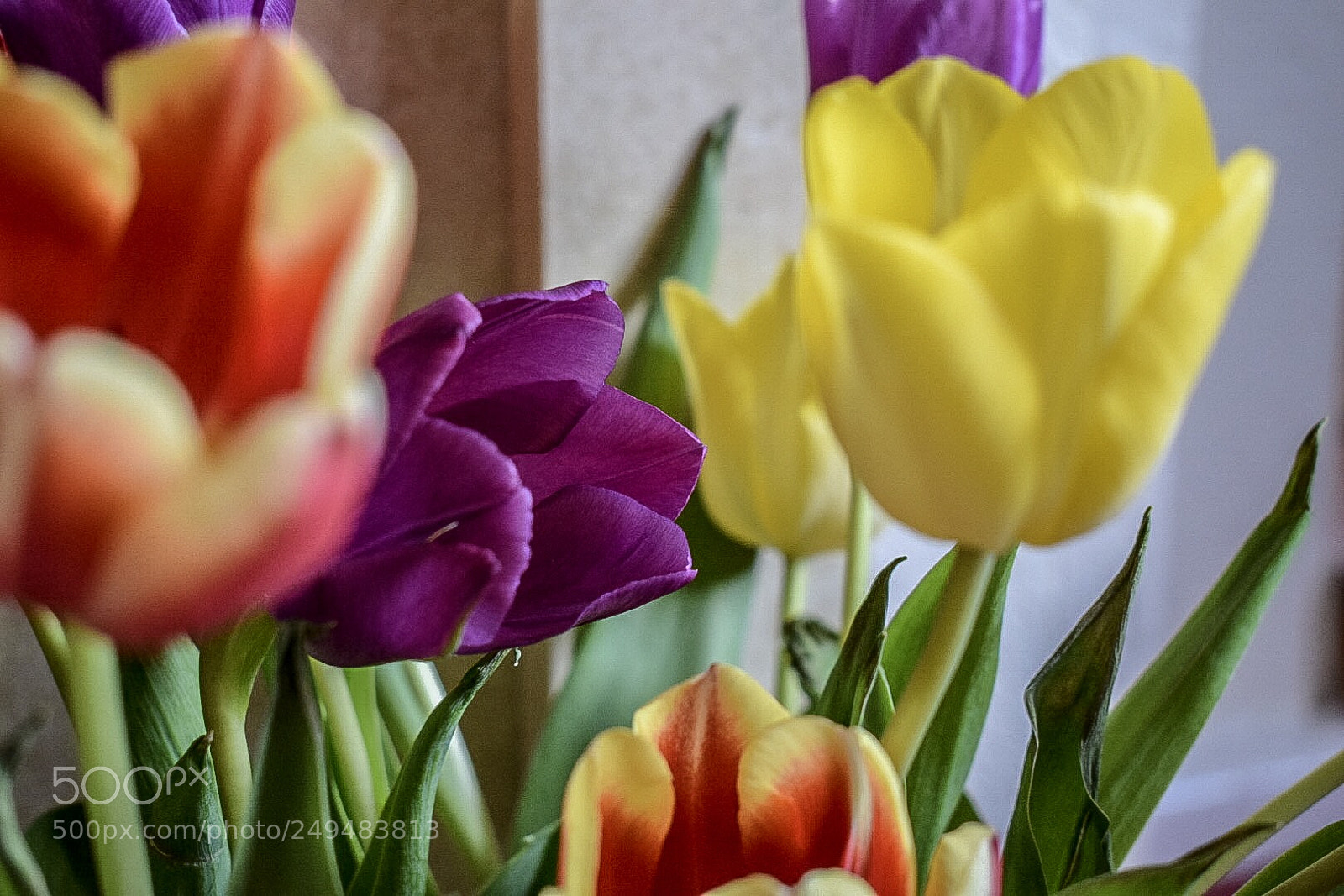 Nikon D5300 sample photo. Colourful tulips photography