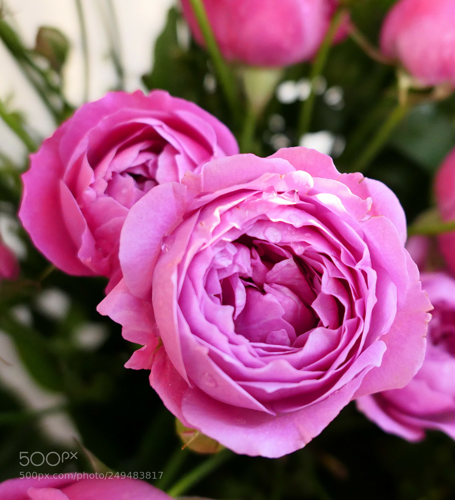 Panasonic Lumix DMC-LX10 (Lumix DMC-LX15) sample photo. Tender peony rose photography
