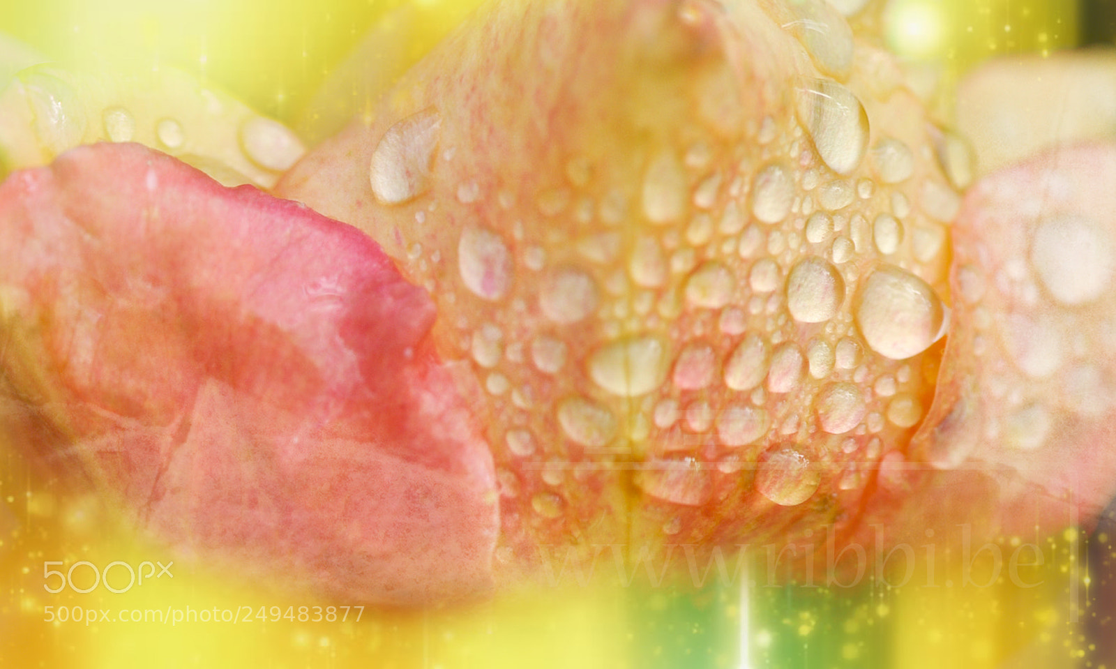 Nikon D5000 sample photo. Wet colours photography