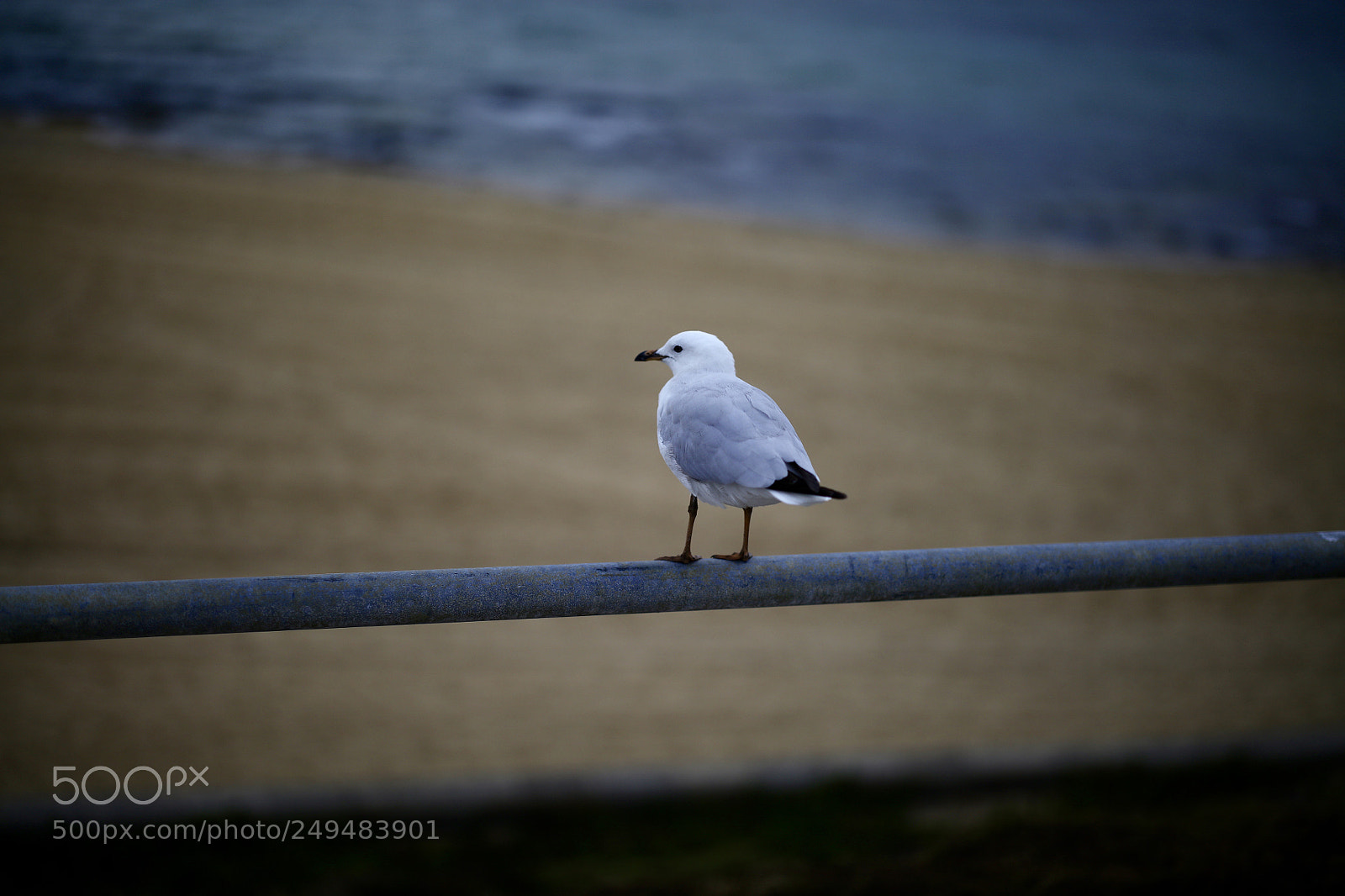 Canon EOS 5DS R sample photo. Awaiting photography