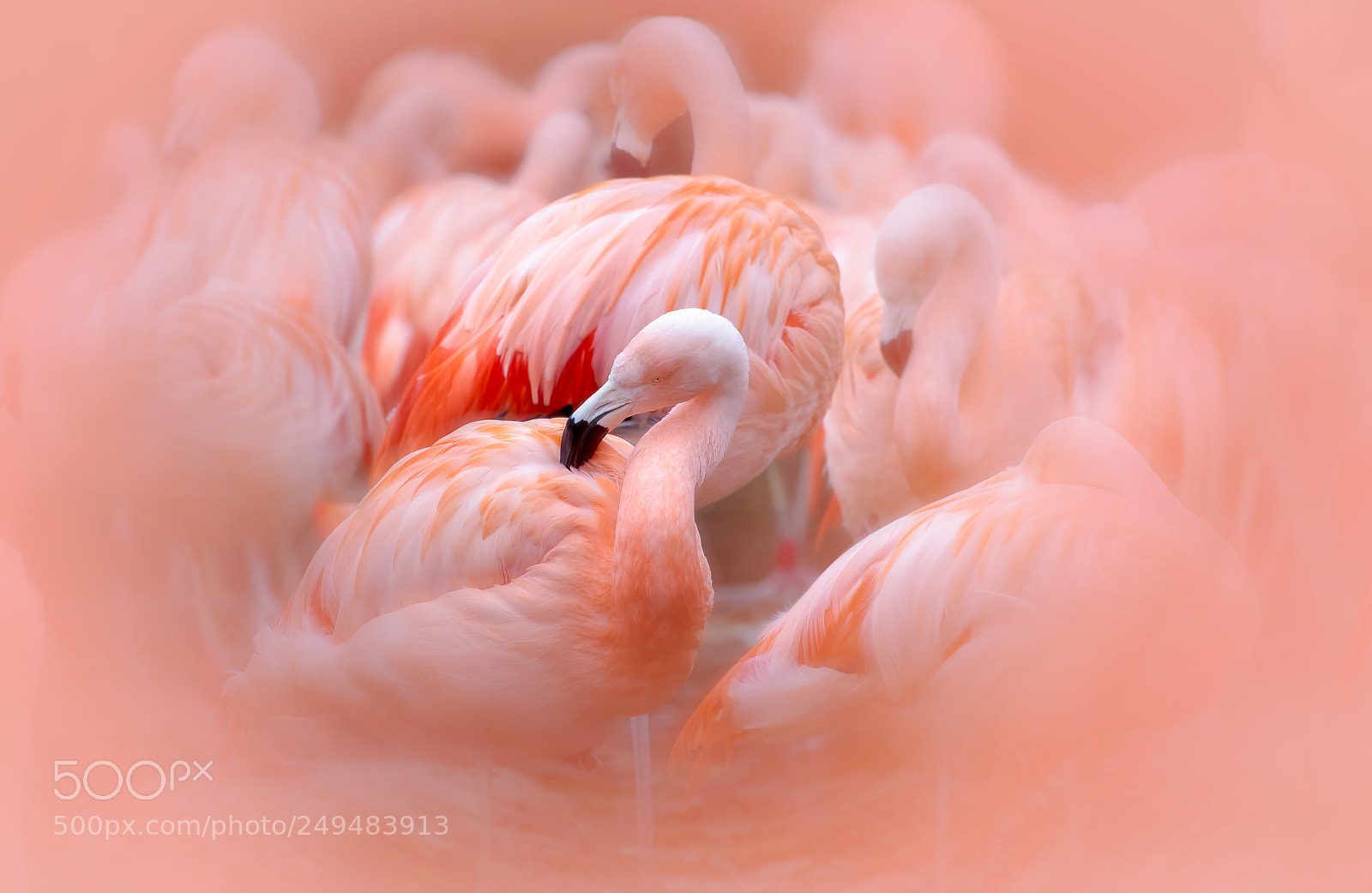 Canon EOS 7D sample photo. Flamingo's photography