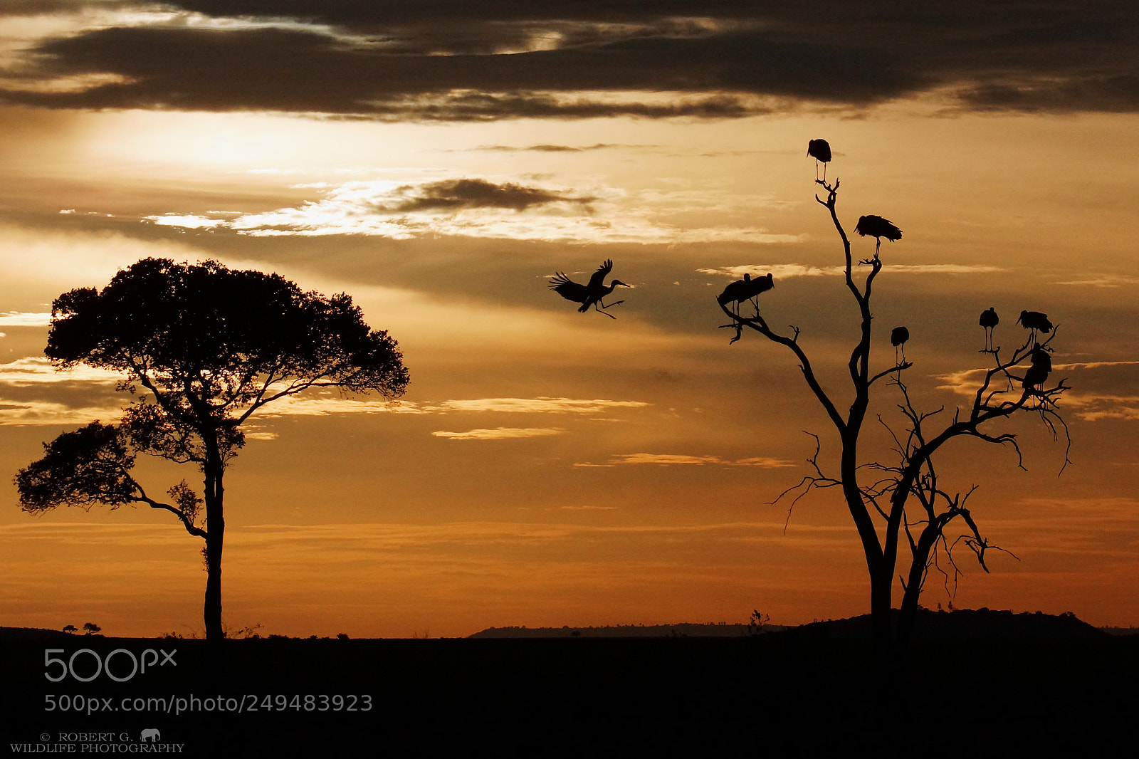 Sony SLT-A77 sample photo. Stork tree photography