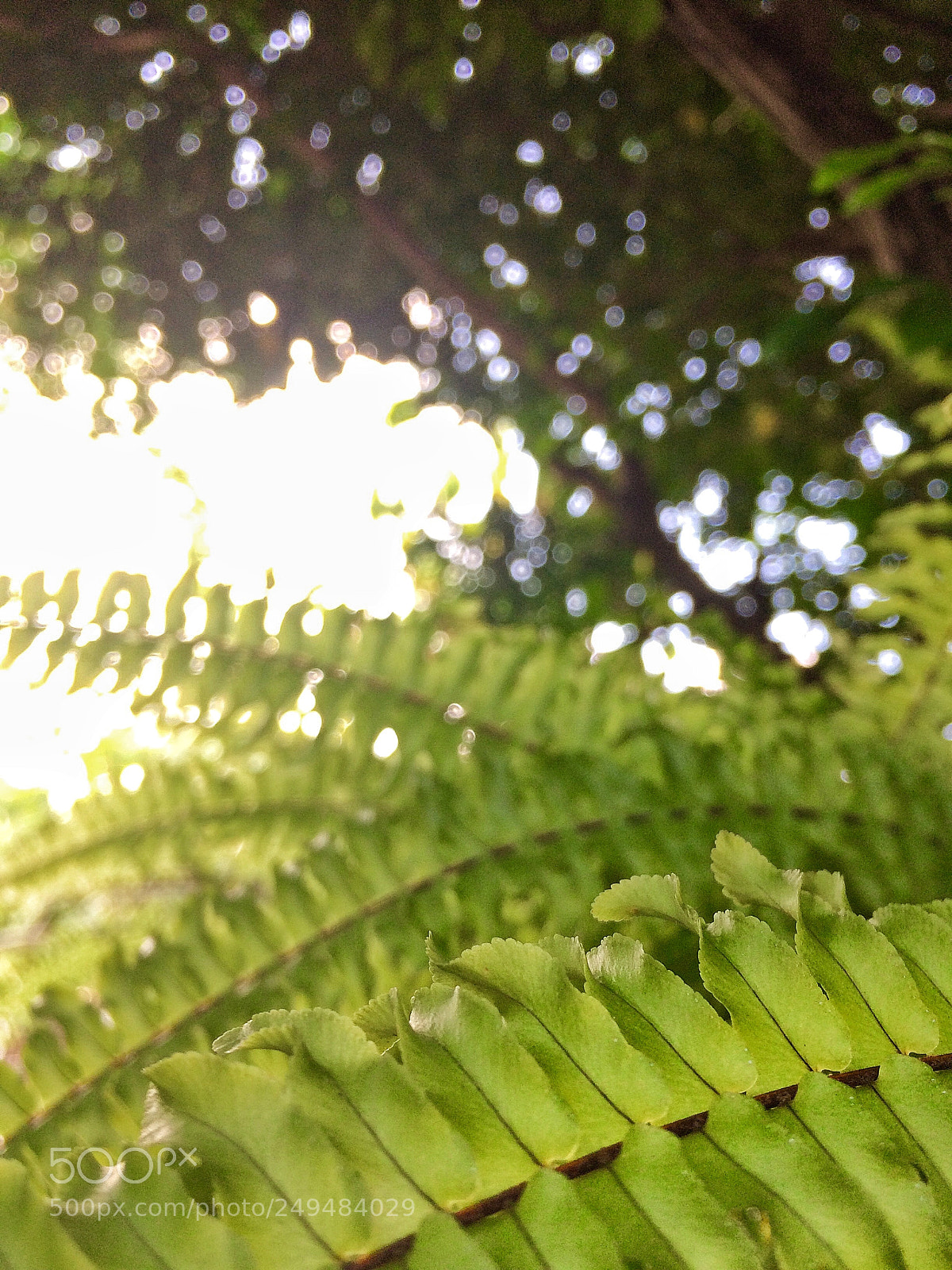 Apple iPhone 5s sample photo. ╰(*´ ︶ `*)╯♡ photography