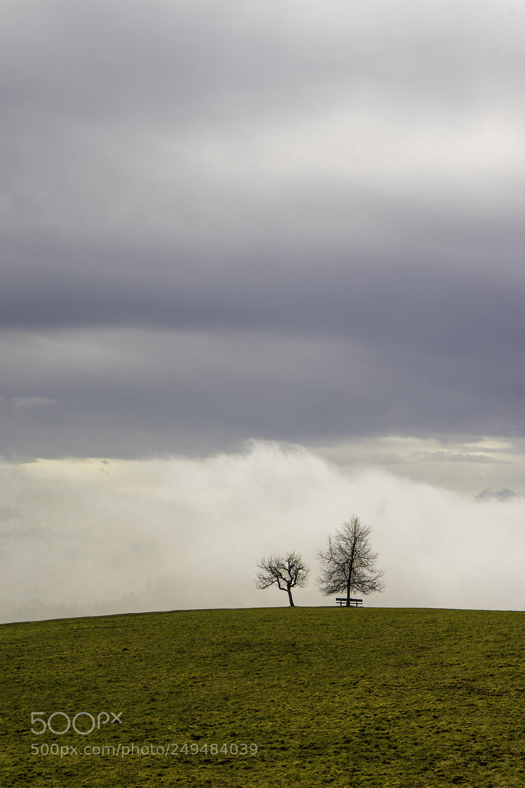 Sony a7 sample photo. Two trees photography
