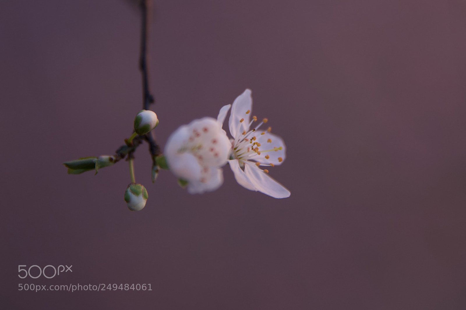 Canon EOS 6D Mark II sample photo. Gemmule photography