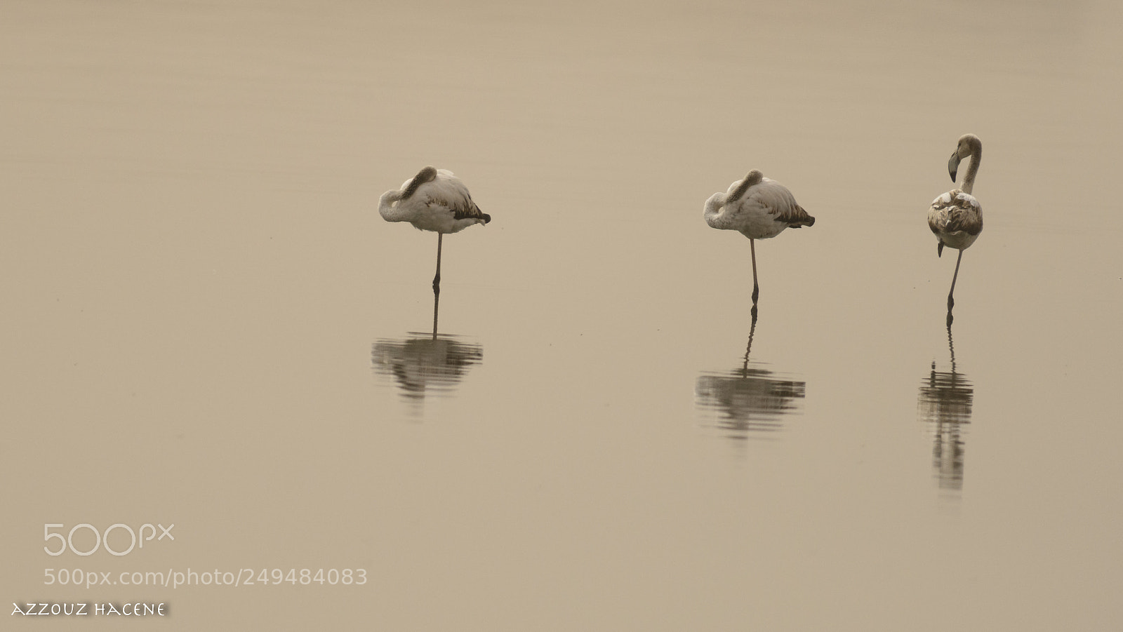 Nikon D800E sample photo. Flamant rose photography